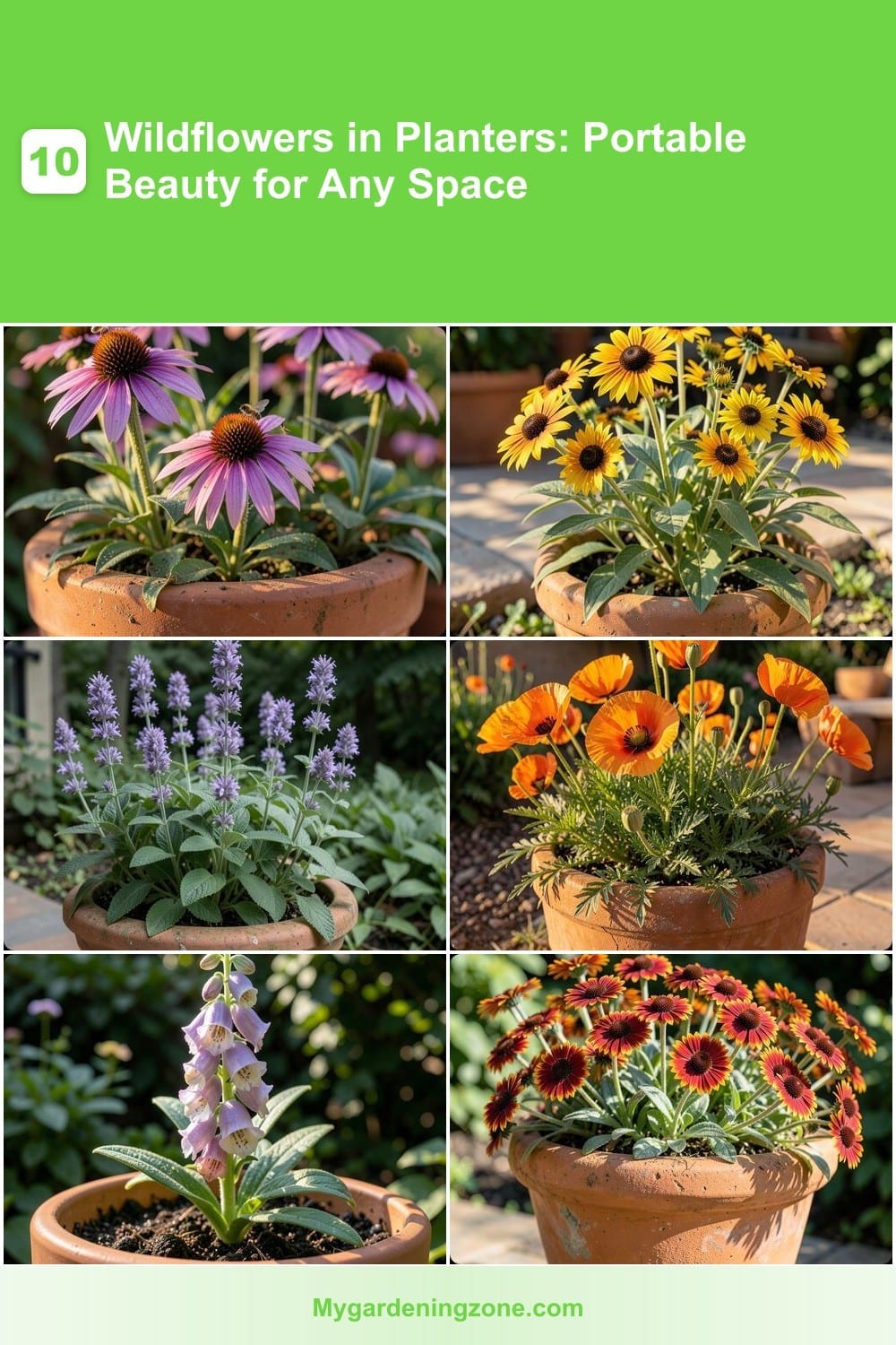 10 Wildflowers in Planters: Portable Beauty for Any Space 10 Wildflowers in Planters: Portable Beauty for Any Space