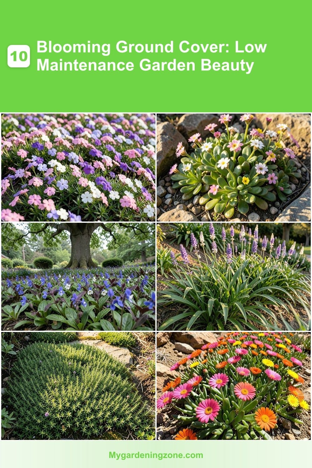 10 Blooming Ground Cover: Low Maintenance Garden Beauty 10 Blooming Ground Cover: Low Maintenance Garden Beauty