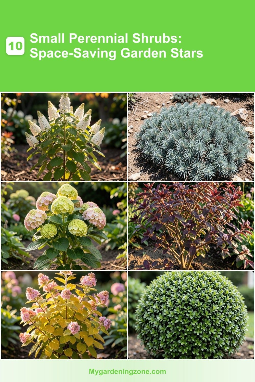 10 Small Perennial Shrubs: Space-Saving Garden Stars