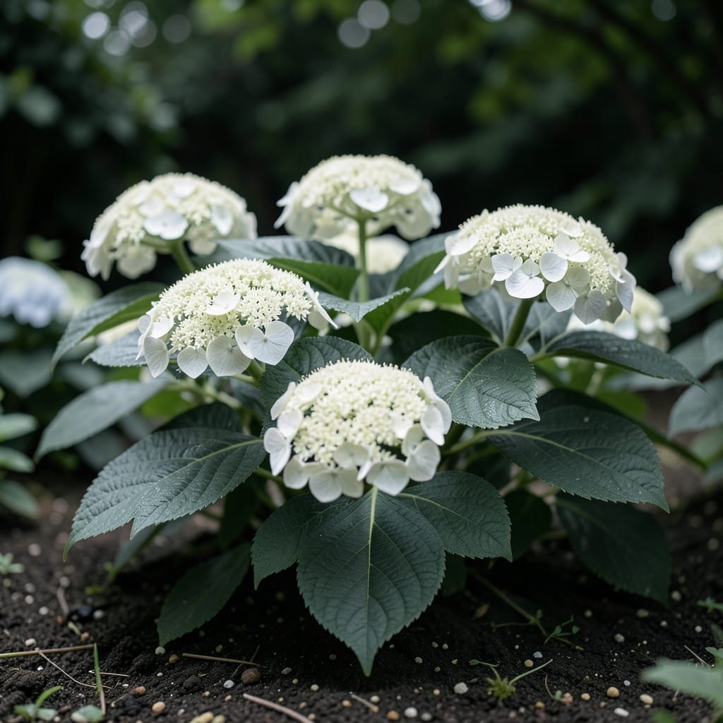 Silver Dollar Hydrangea Cinerea