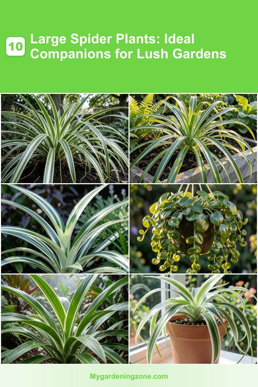 10 Large Spider Plants: Ideal Companions for Lush Gardens 10 Large Spider Plants: Ideal Companions for Lush Gardens
