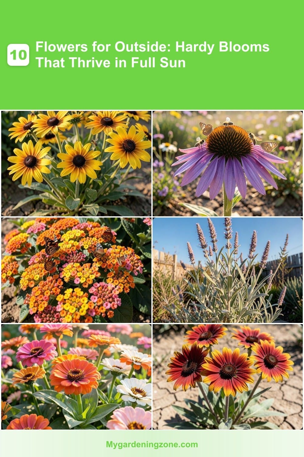 10 Flowers for Outside: Hardy Blooms That Thrive in Full Sun 10 Flowers for Outside: Hardy Blooms That Thrive in Full Sun