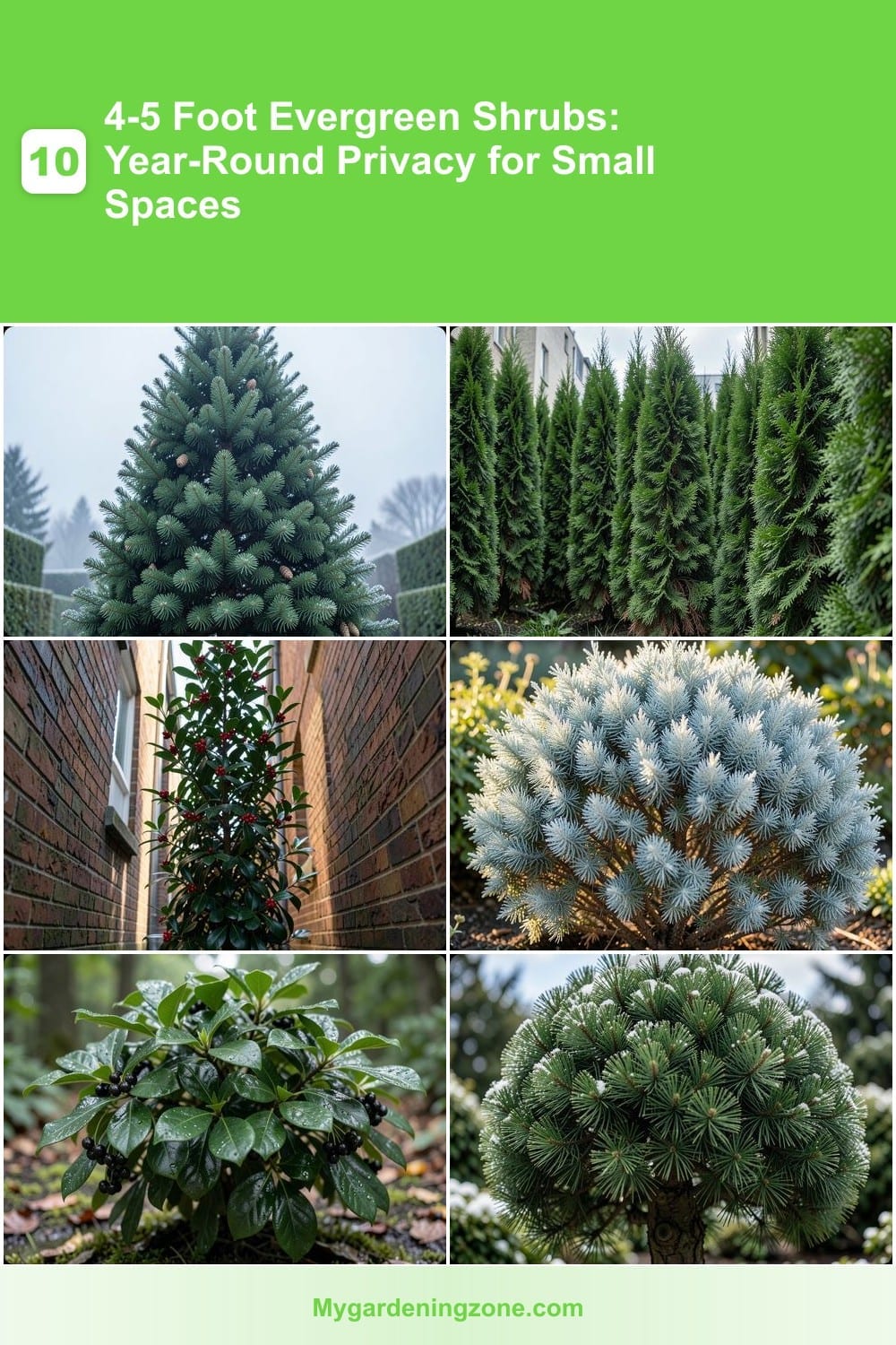 10 4-5 Foot Evergreen Shrubs: Year-Round Privacy for Small Spaces 10 4-5 Foot Evergreen Shrubs: Year-Round Privacy for Small Spaces