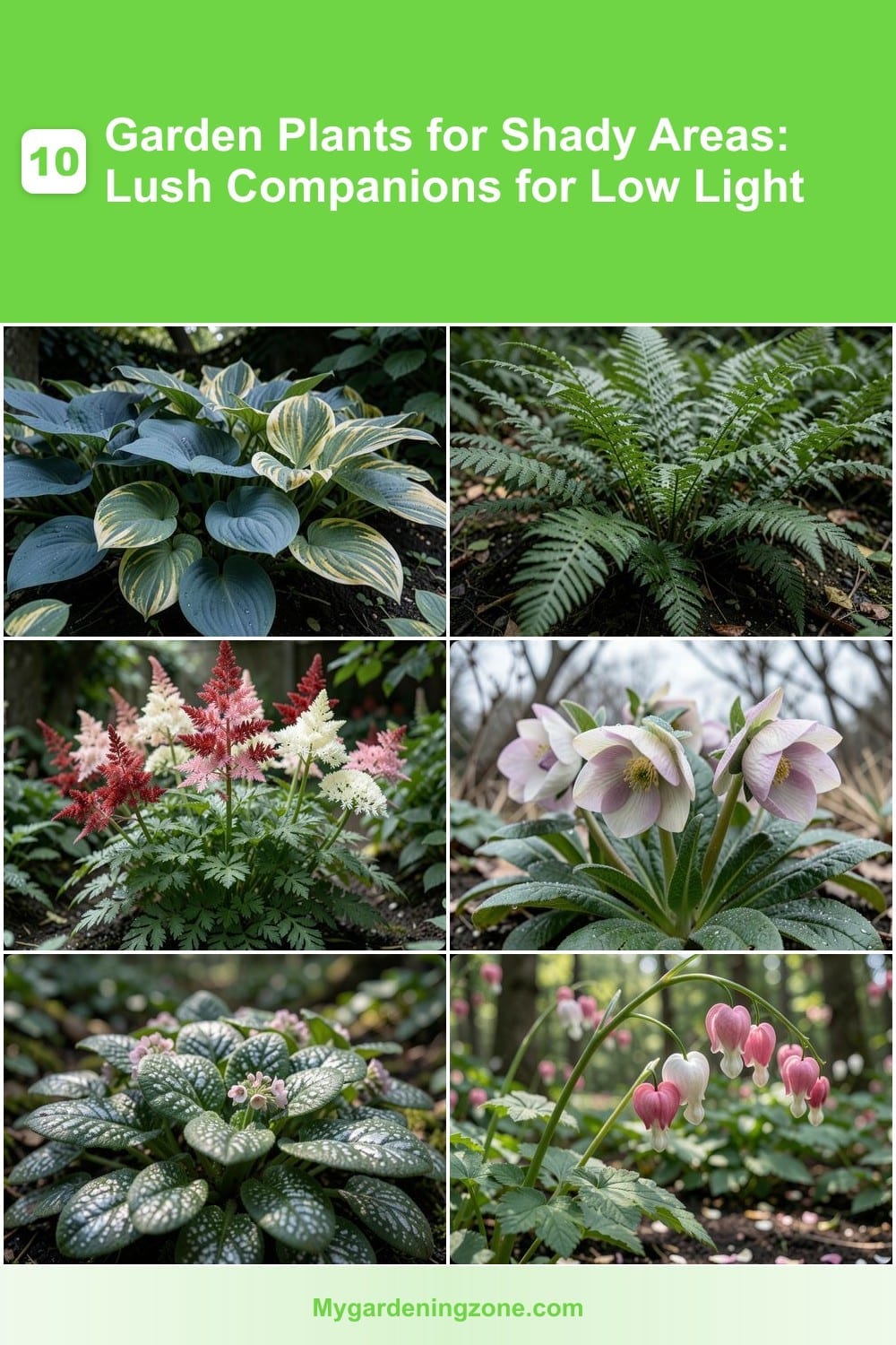 10 Garden Plants for Shady Areas: Lush Companions for Low Light