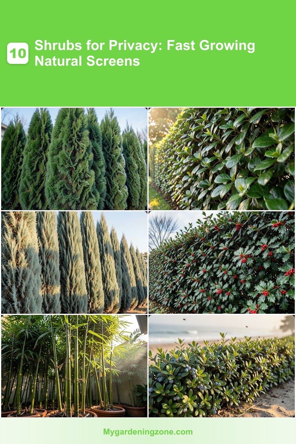 10 Shrubs for Privacy: Fast Growing Natural Screens