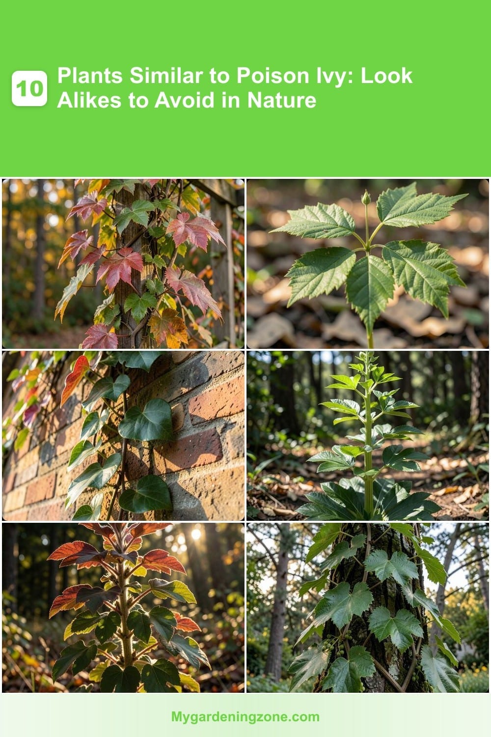 10 Plants Similar to Poison Ivy: Look Alikes to Avoid in Nature 10 Plants Similar to Poison Ivy: Look Alikes to Avoid in Nature