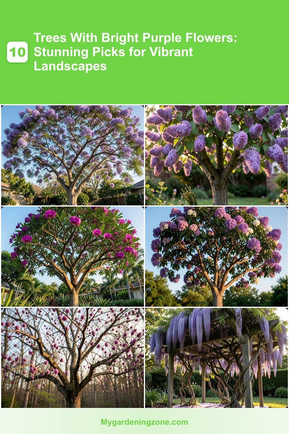 10 Trees With Bright Purple Flowers: Stunning Picks for Vibrant Landscapes