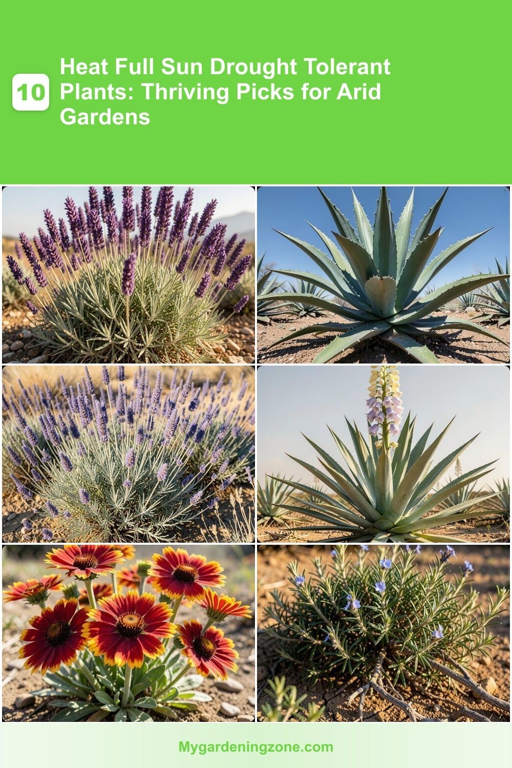 10 Heat Full Sun Drought Tolerant Plants: Thriving Picks for Arid Gardens