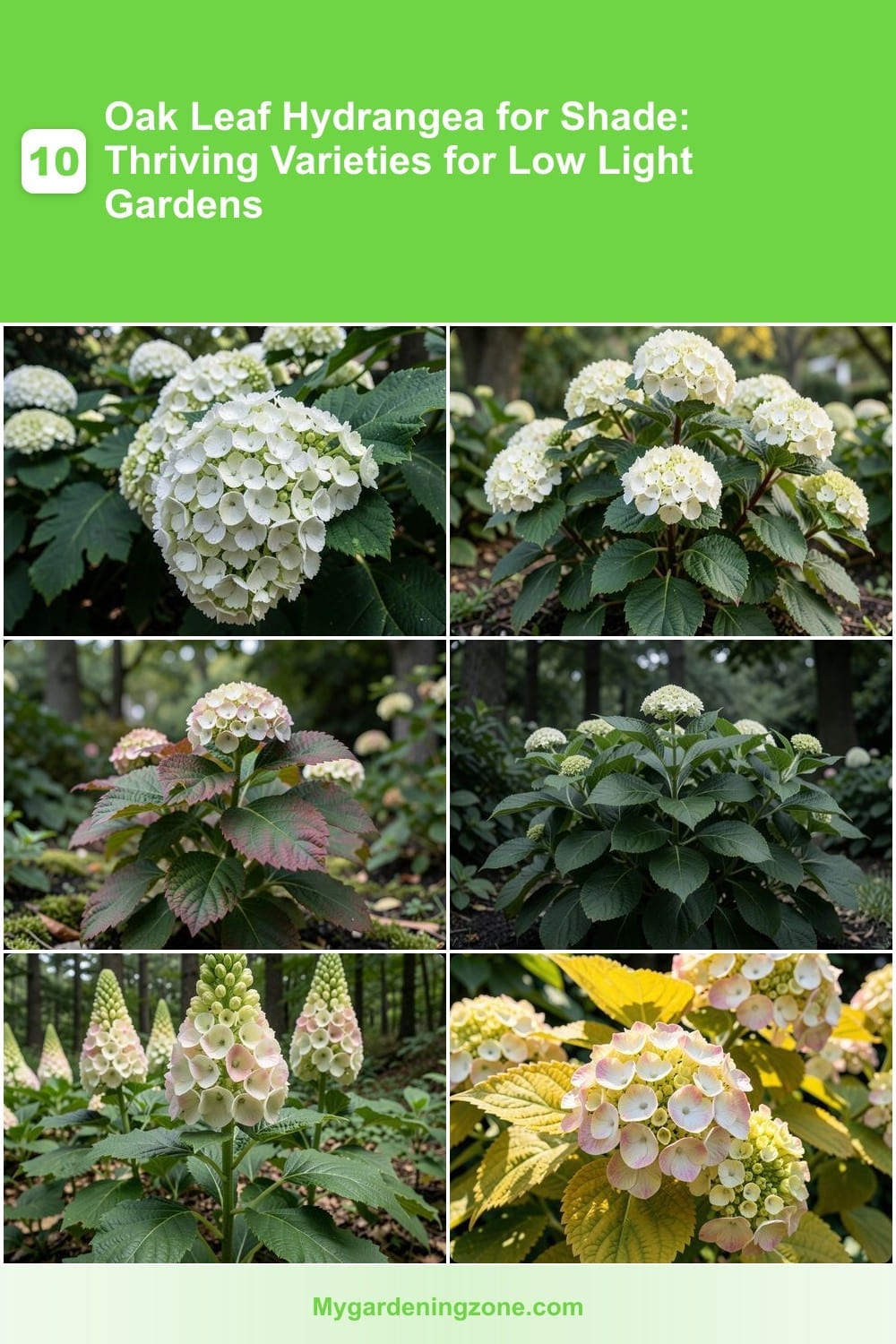 10 Oak Leaf Hydrangea for Shade: Thriving Varieties for Low Light Gardens