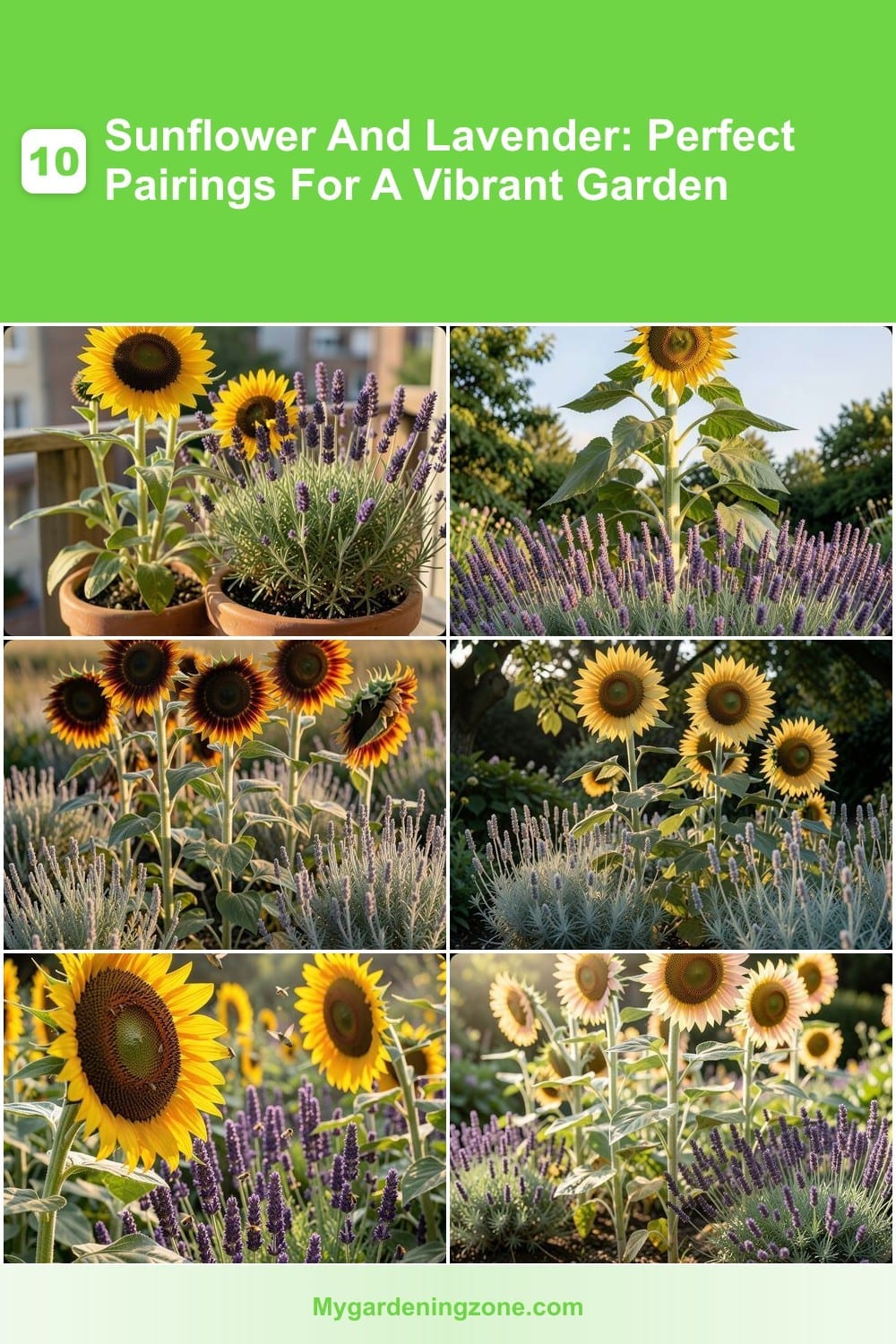 10 Sunflower And Lavender: Perfect Pairings For A Vibrant Garden 10 Sunflower And Lavender: Perfect Pairings For A Vibrant Garden