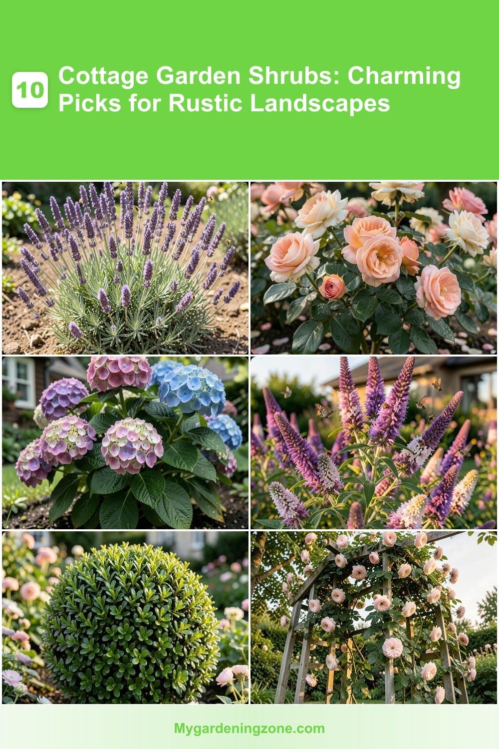 10 Cottage Garden Shrubs: Charming Picks for Rustic Landscapes 10 Cottage Garden Shrubs: Charming Picks for Rustic Landscapes