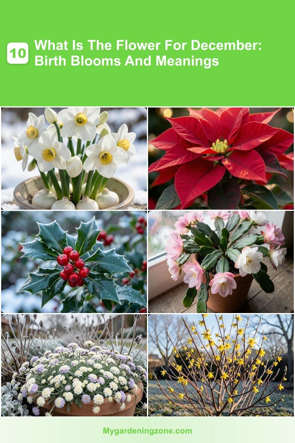 10 What Is The Flower For December: Birth Blooms And Meanings 10 What Is The Flower For December: Birth Blooms And Meanings