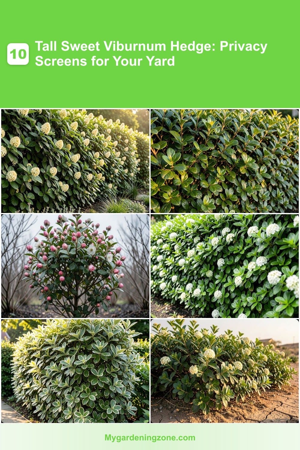 10 Tall Sweet Viburnum Hedge: Privacy Screens for Your Yard