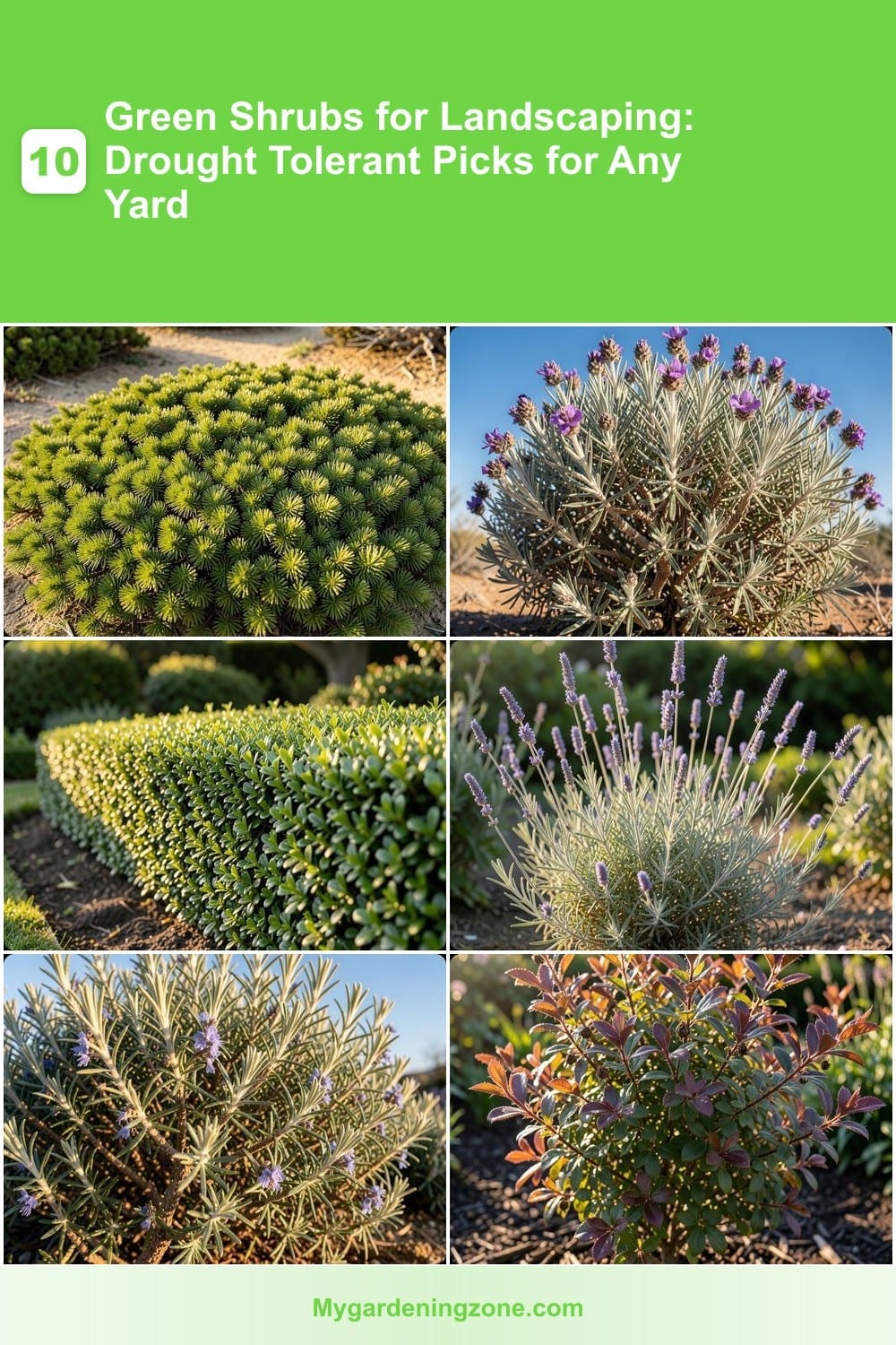10 Green Shrubs for Landscaping: Drought Tolerant Picks for Any Yard 10 Green Shrubs for Landscaping: Drought Tolerant Picks for Any Yard