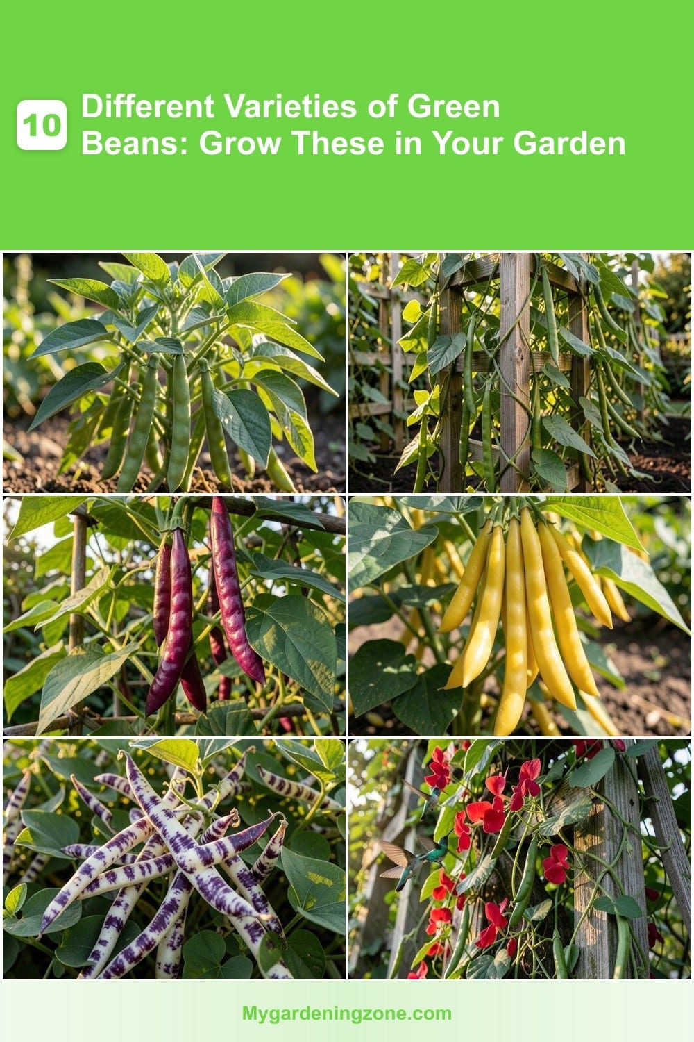 10 Different Varieties of Green Beans: Grow These in Your Garden 10 Different Varieties of Green Beans: Grow These in Your Garden