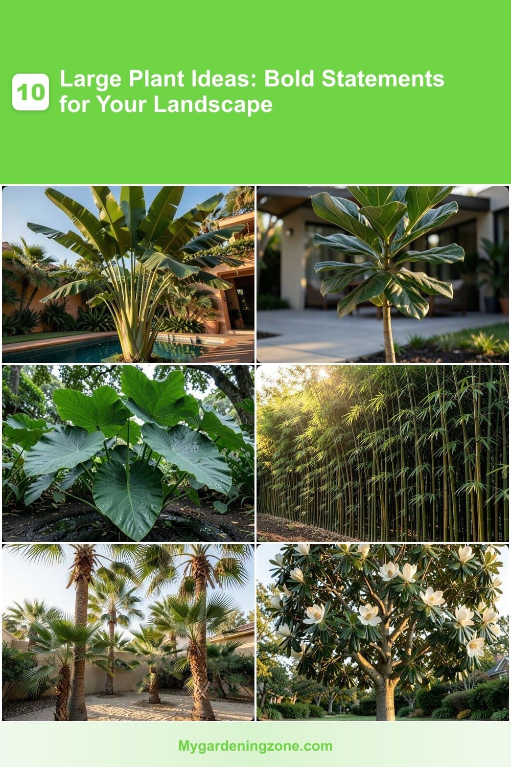 10 Large Plant Ideas: Bold Statements for Your Landscape 10 Large Plant Ideas: Bold Statements for Your Landscape