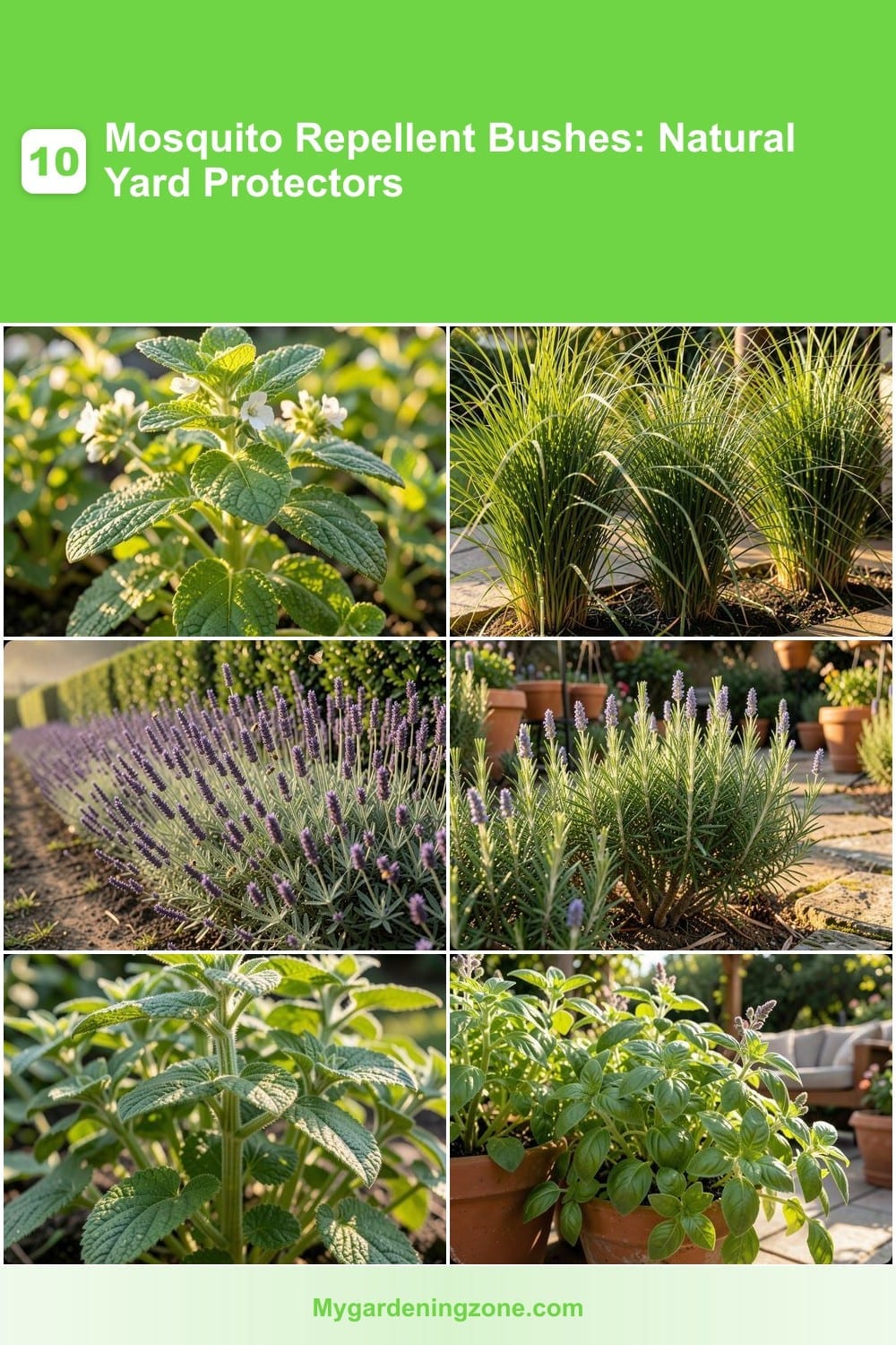 10 Mosquito Repellent Bushes: Natural Yard Protectors
