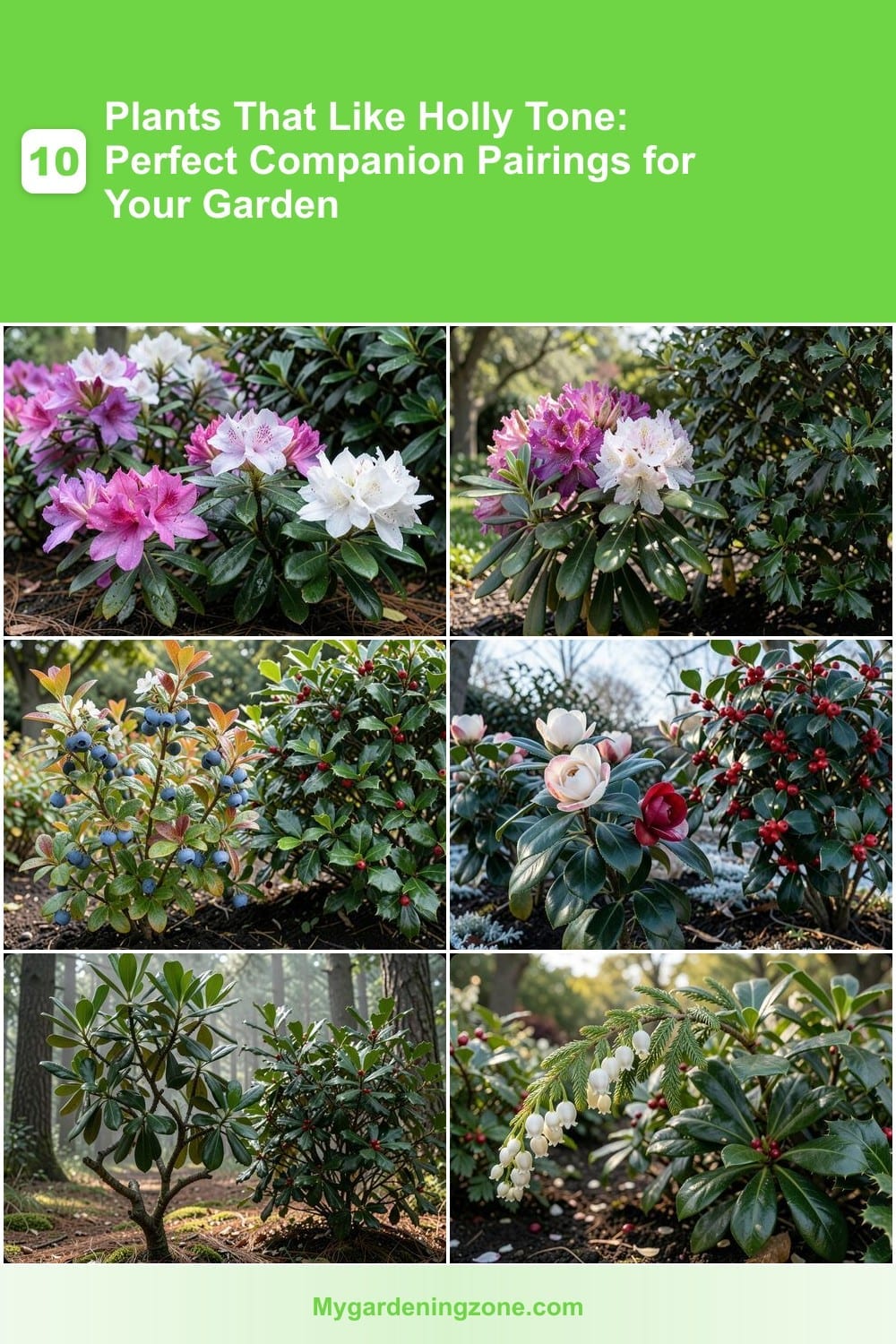 10 Plants That Like Holly Tone: Perfect Companion Pairings for Your Garden 10 Plants That Like Holly Tone: Perfect Companion Pairings for Your Garden