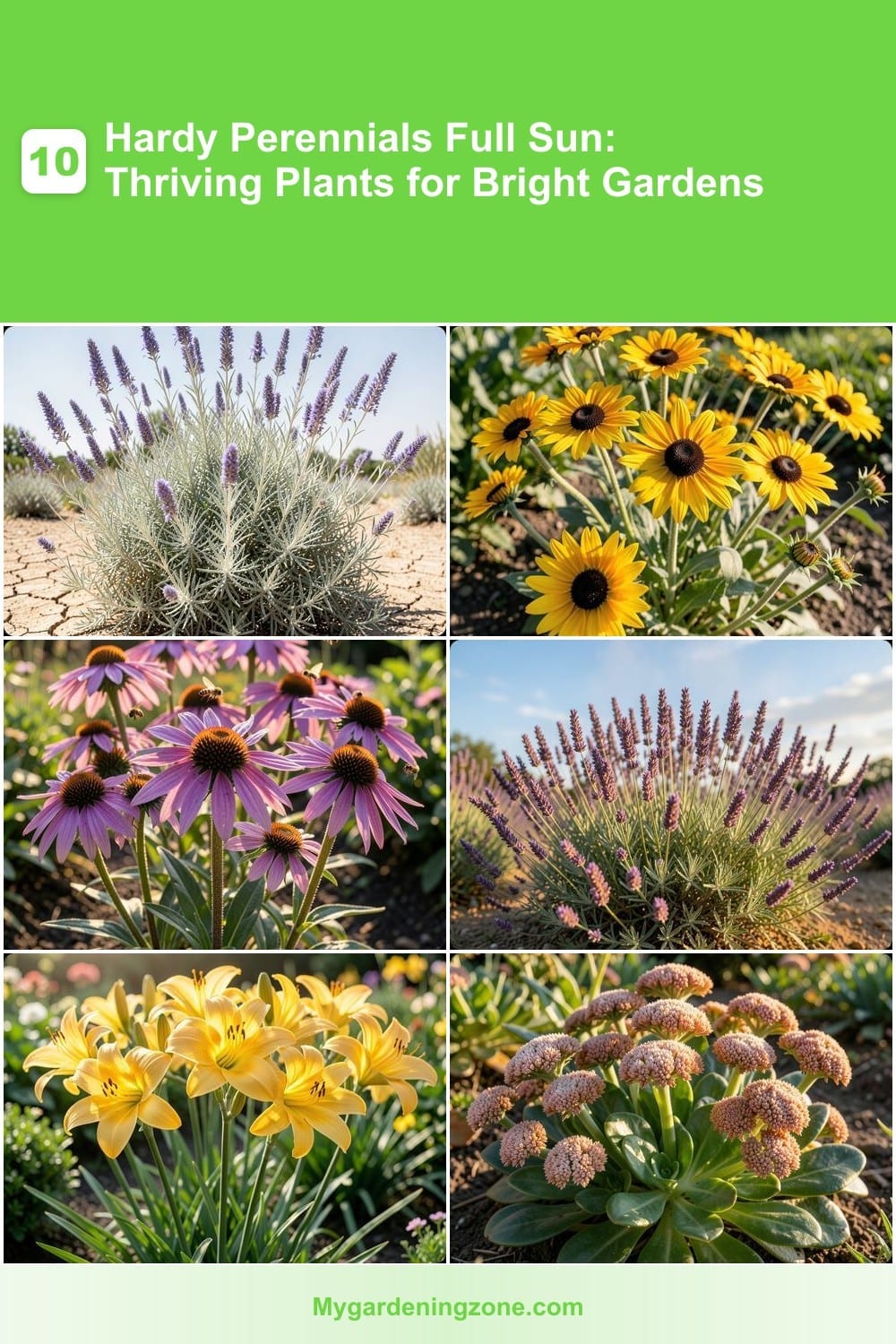 10 Hardy Perennials Full Sun: Thriving Plants for Bright Gardens 10 Hardy Perennials Full Sun: Thriving Plants for Bright Gardens