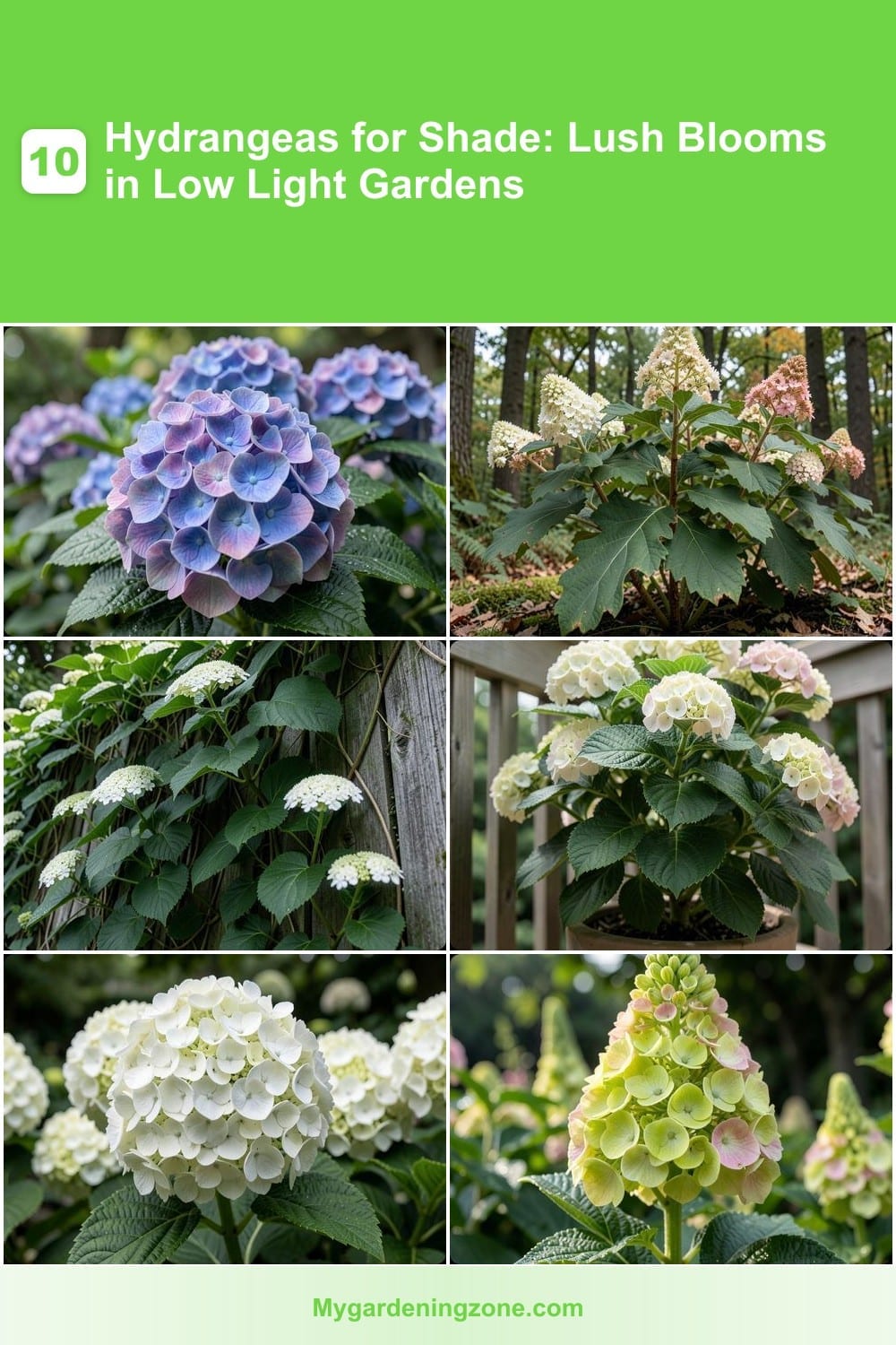 10 Hydrangeas for Shade: Lush Blooms in Low Light Gardens 10 Hydrangeas for Shade: Lush Blooms in Low Light Gardens