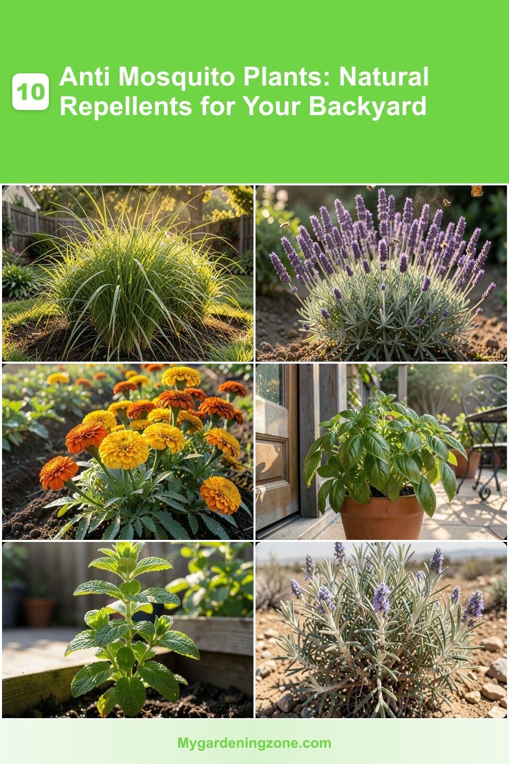 10 Anti Mosquito Plants: Natural Repellents for Your Backyard