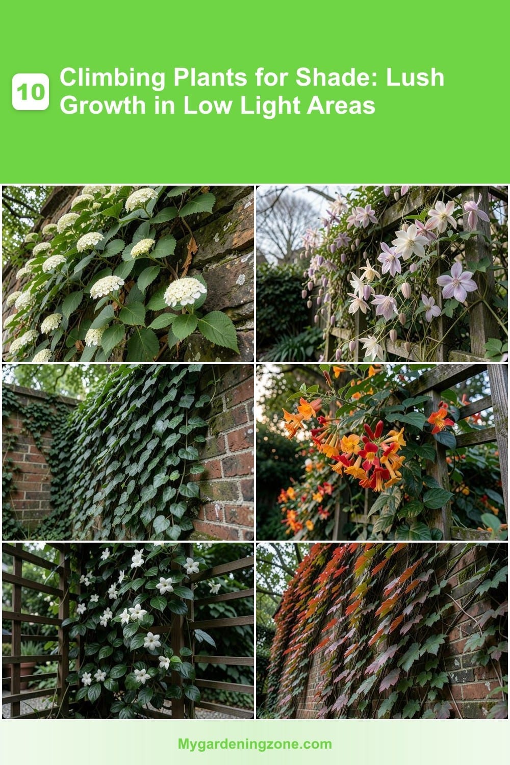 10 Climbing Plants for Shade: Lush Growth in Low Light Areas