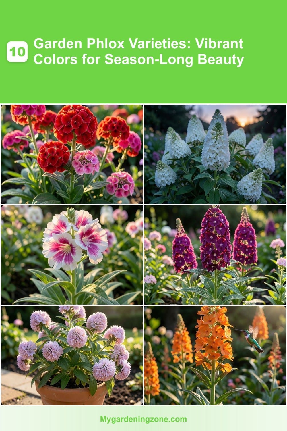 10 Garden Phlox Varieties: Vibrant Colors for Season-Long Beauty 10 Garden Phlox Varieties: Vibrant Colors for Season-Long Beauty