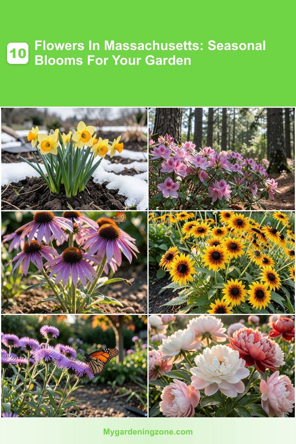 10 Flowers In Massachusetts: Seasonal Blooms For Your Garden