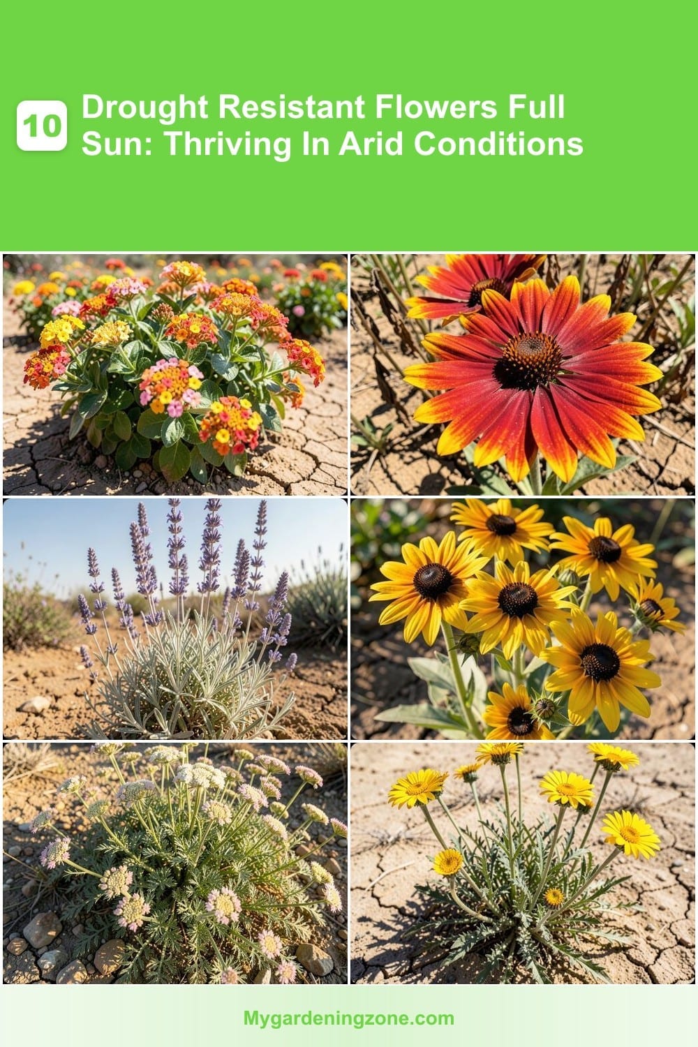 10 Drought Resistant Flowers Full Sun: Thriving In Arid Conditions