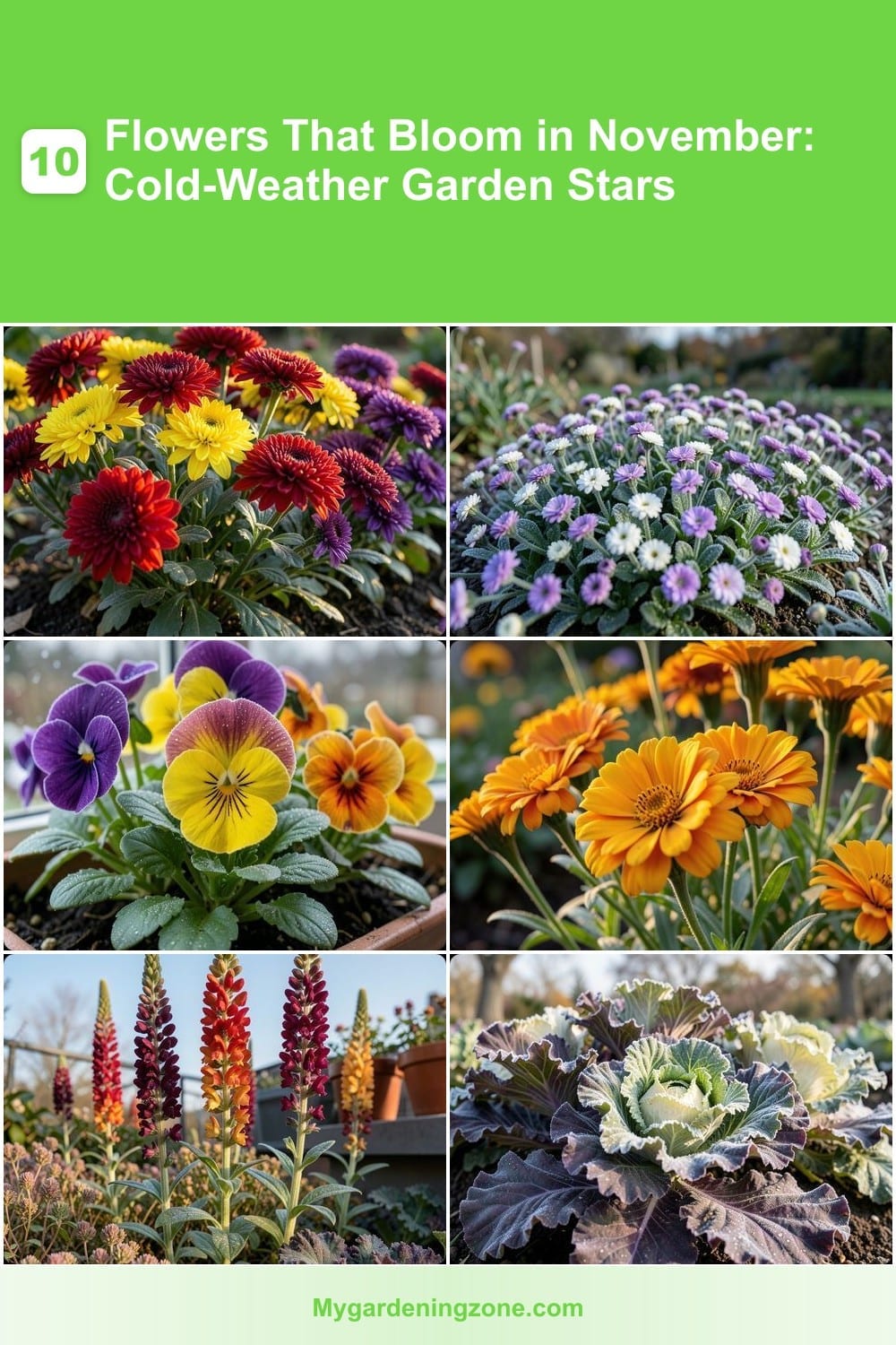 10 Flowers That Bloom in November: Cold-Weather Garden Stars 10 Flowers That Bloom in November: Cold-Weather Garden Stars
