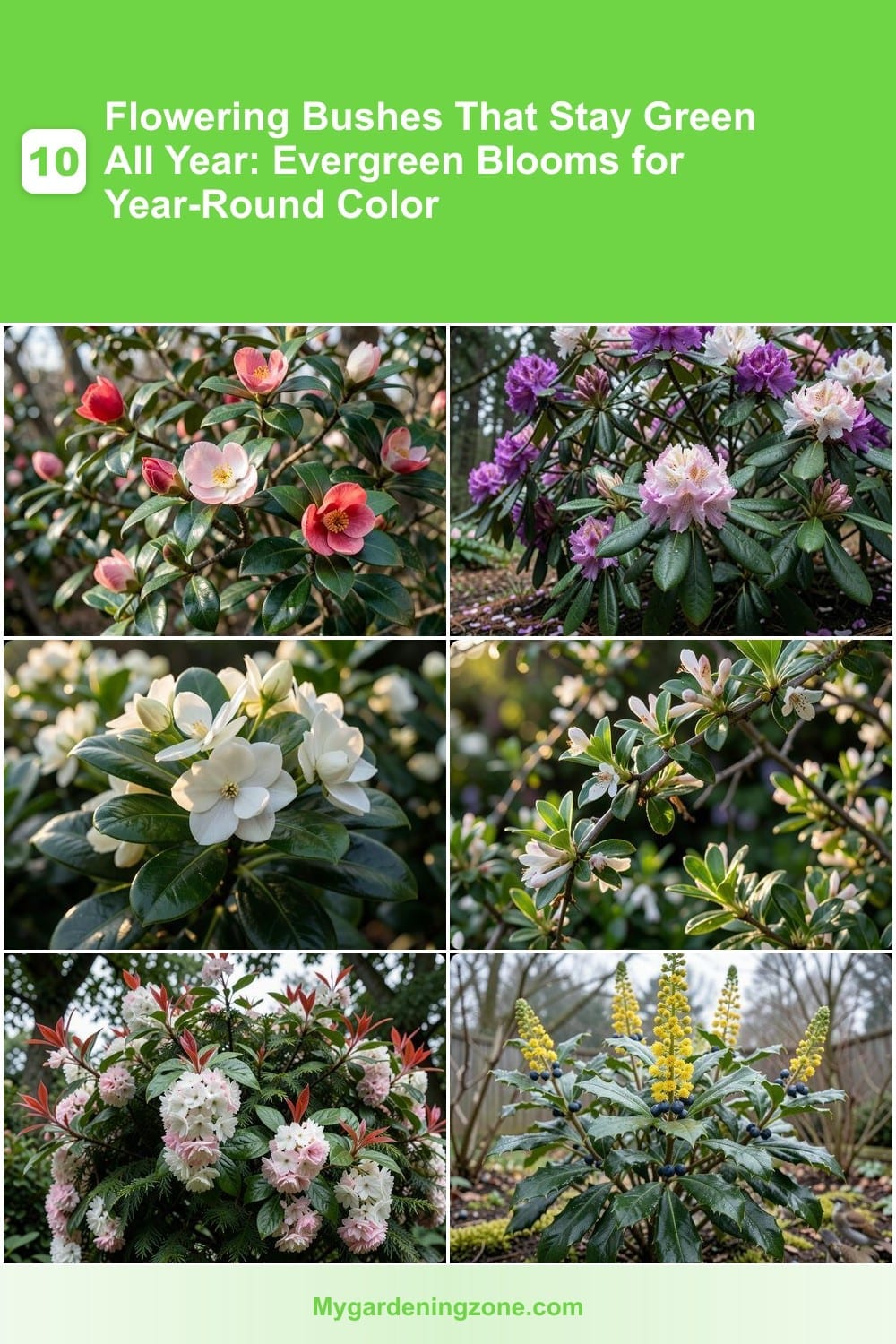 10 Flowering Bushes That Stay Green All Year: Evergreen Blooms for Year-Round Color