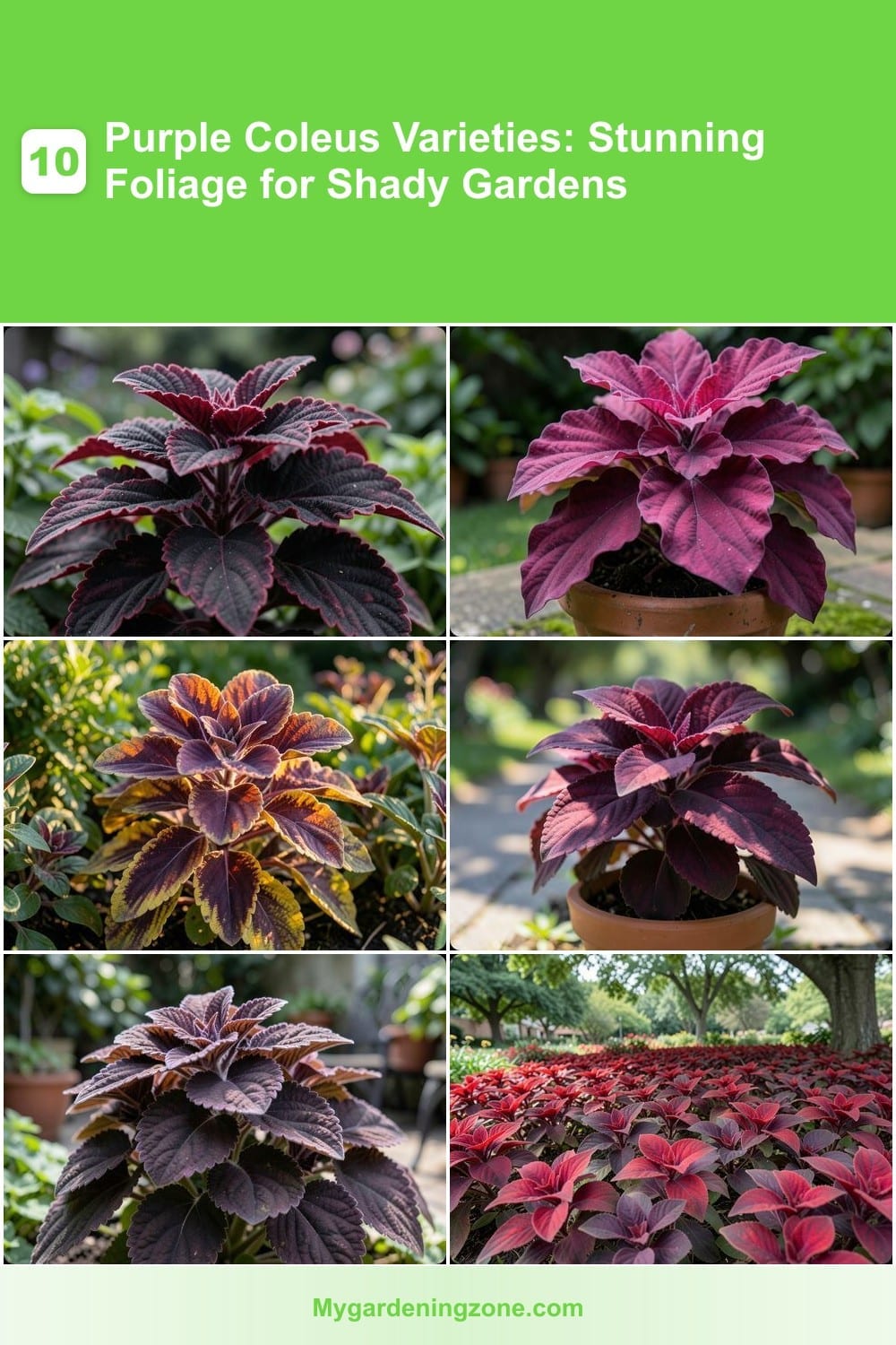 10 Purple Coleus Varieties: Stunning Foliage for Shady Gardens 10 Purple Coleus Varieties: Stunning Foliage for Shady Gardens