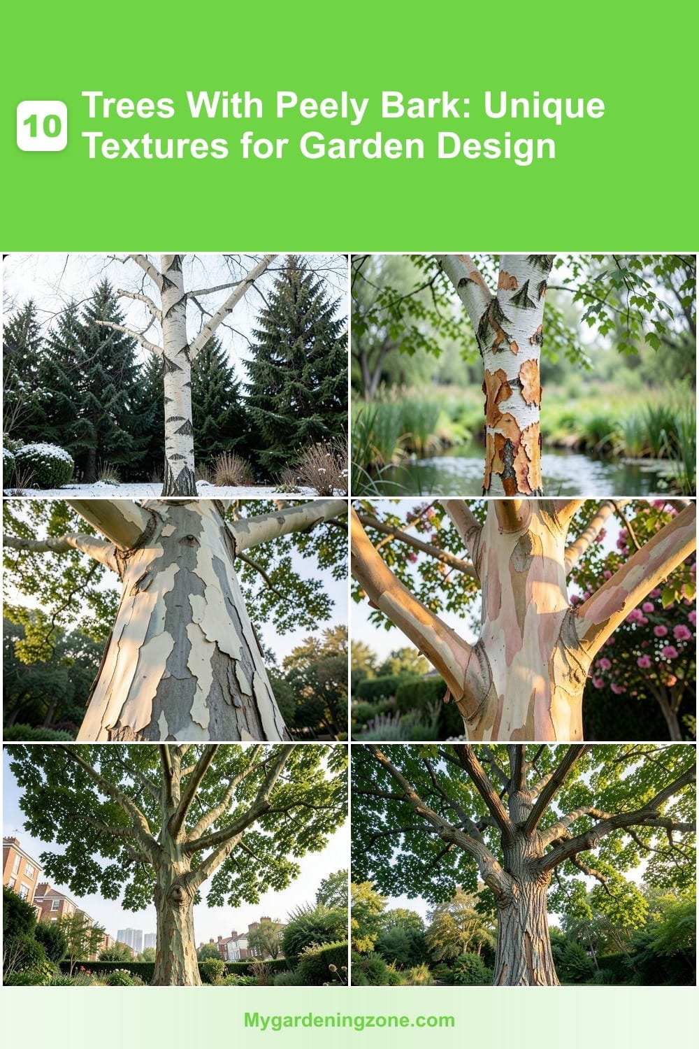 10 Trees With Peely Bark: Unique Textures for Garden Design