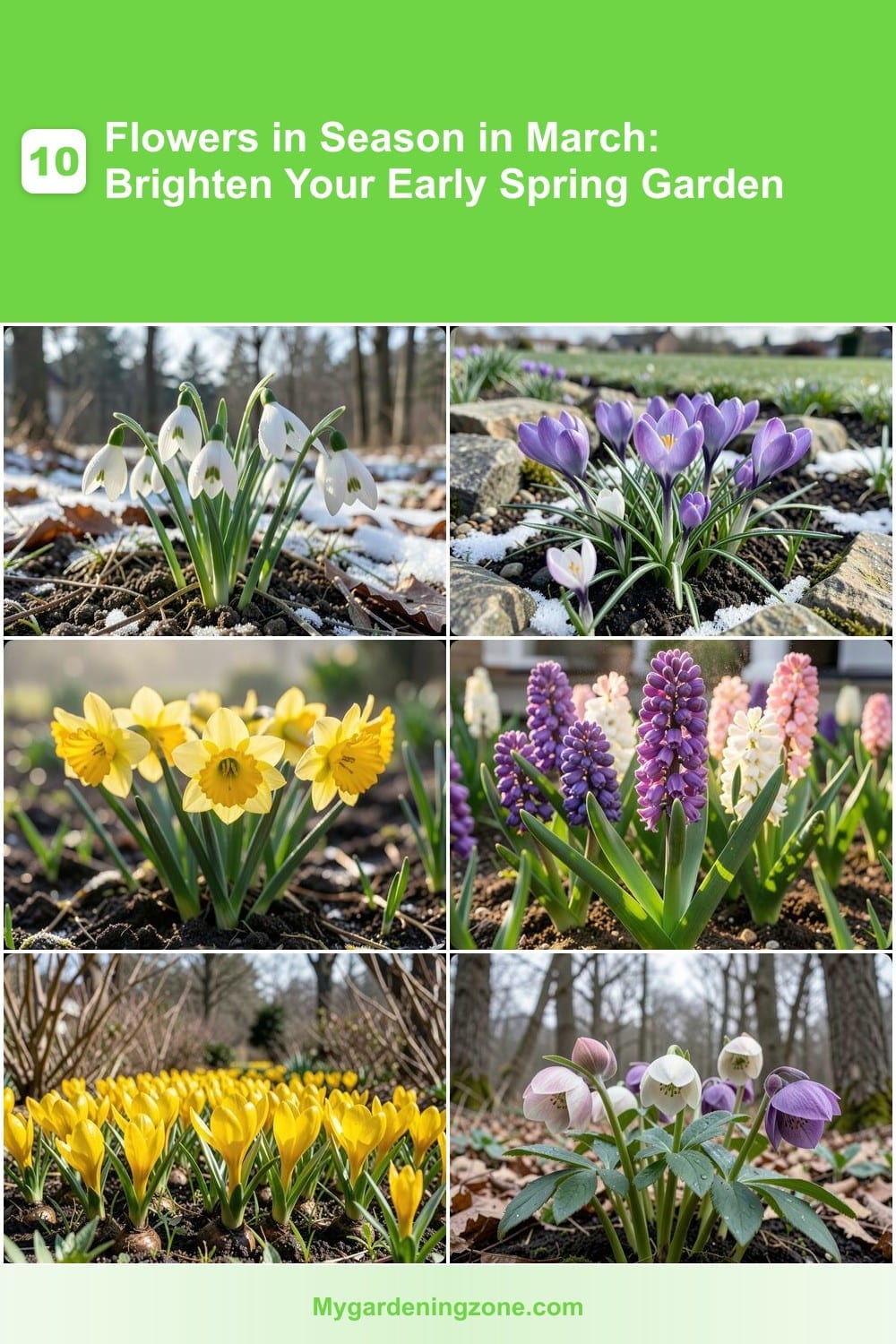 10 Flowers in Season in March: Brighten Your Early Spring Garden 10 Flowers in Season in March: Brighten Your Early Spring Garden