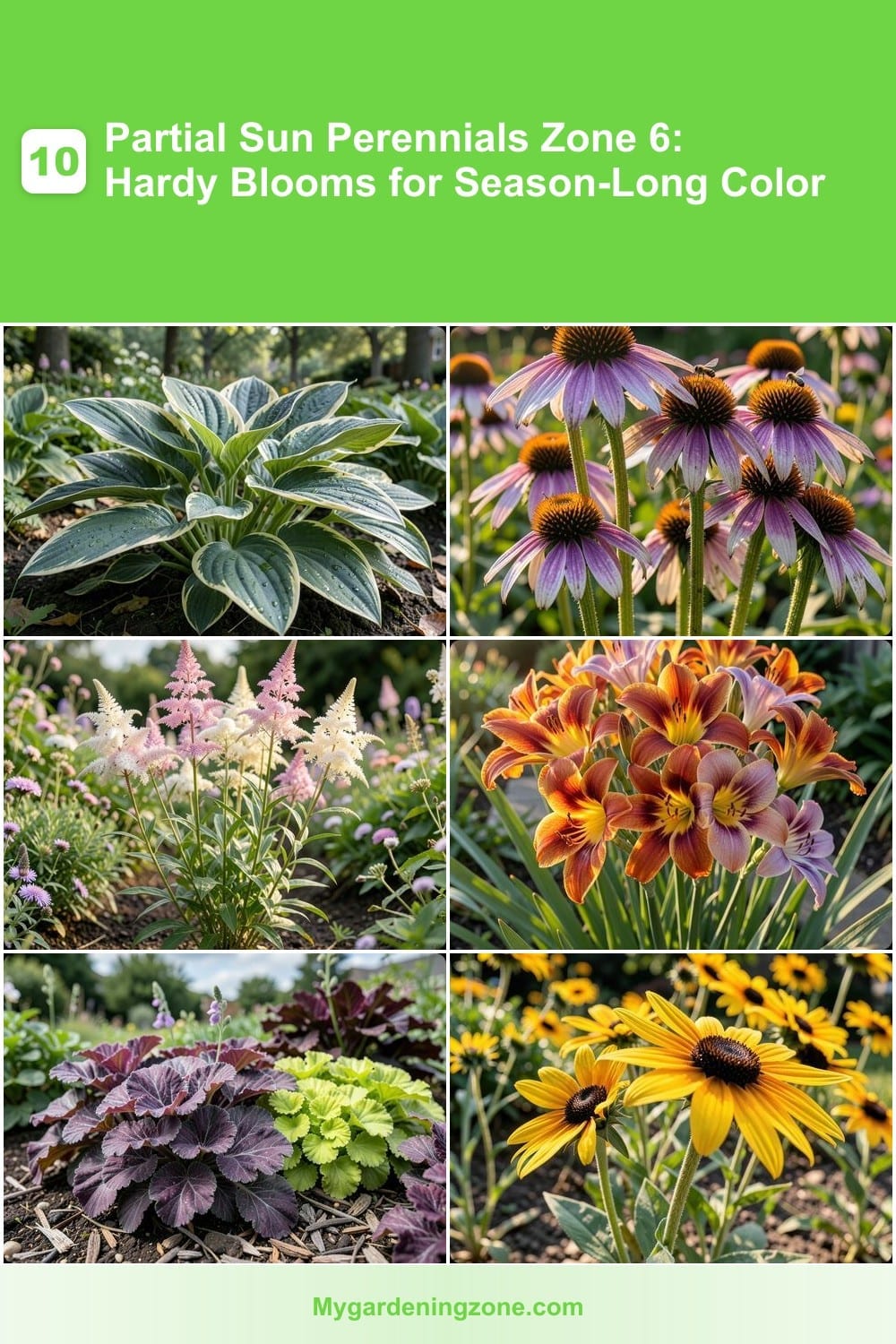 10 Partial Sun Perennials Zone 6: Hardy Blooms for Season-Long Color