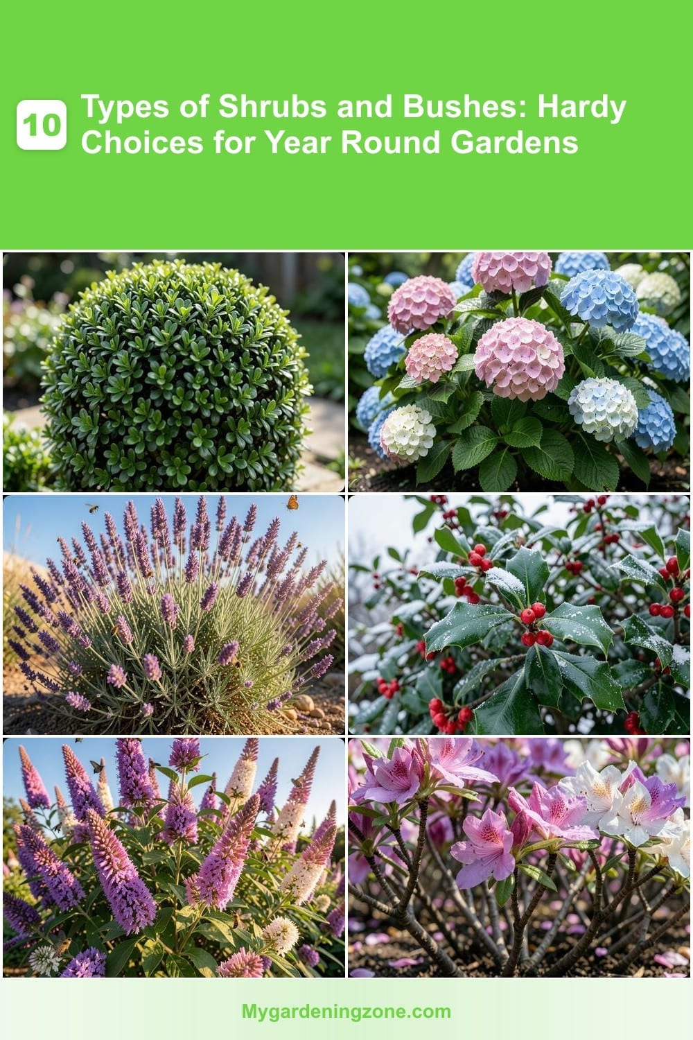10 Types of Shrubs and Bushes: Hardy Choices for Year Round Gardens