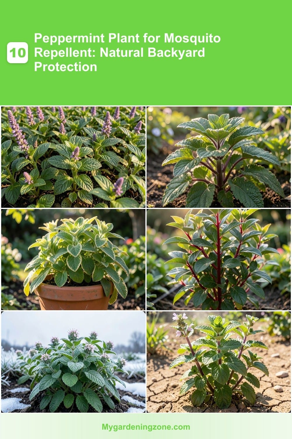10 Peppermint Plant for Mosquito Repellent: Natural Backyard Protection