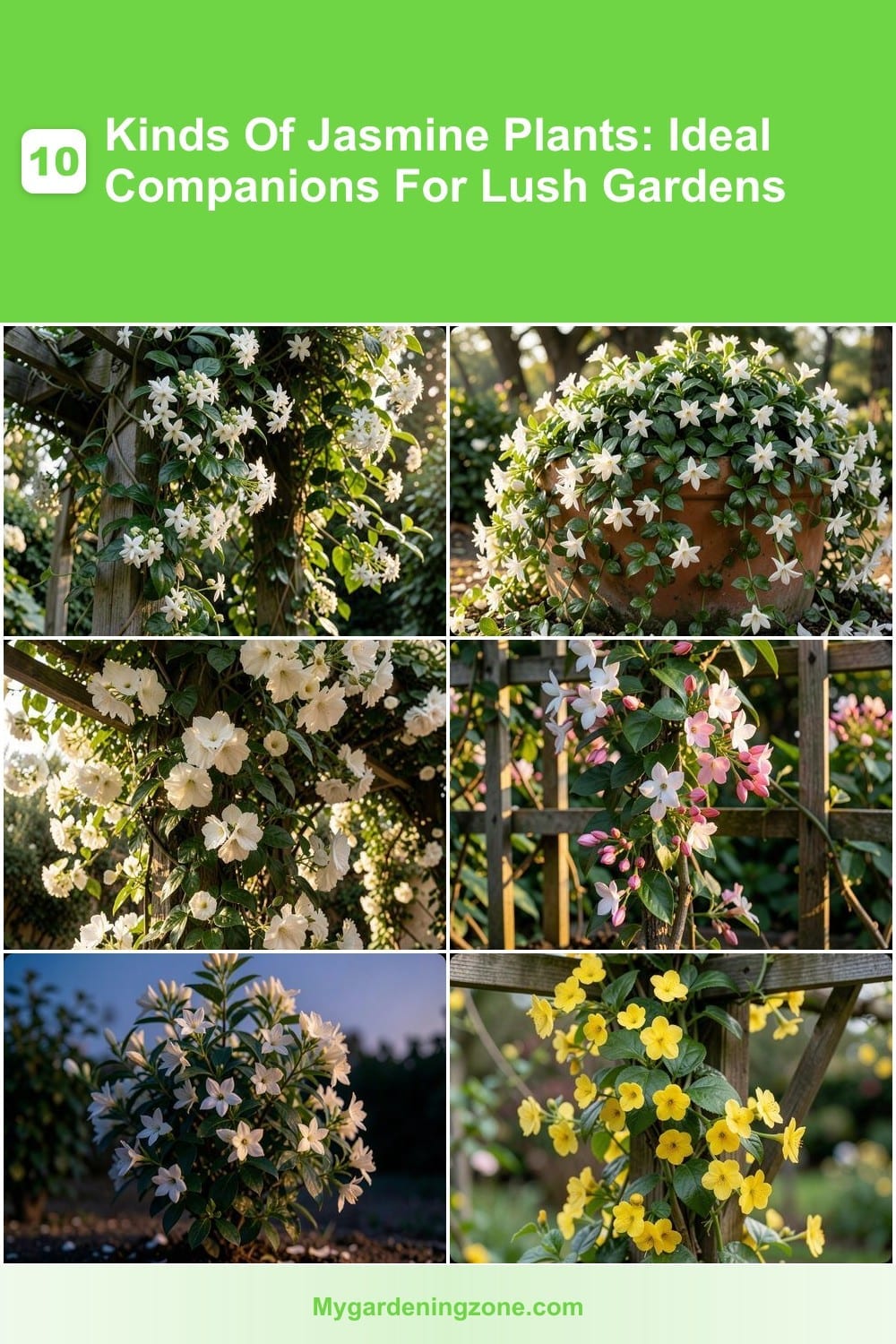 10 Kinds Of Jasmine Plants: Ideal Companions For Lush Gardens