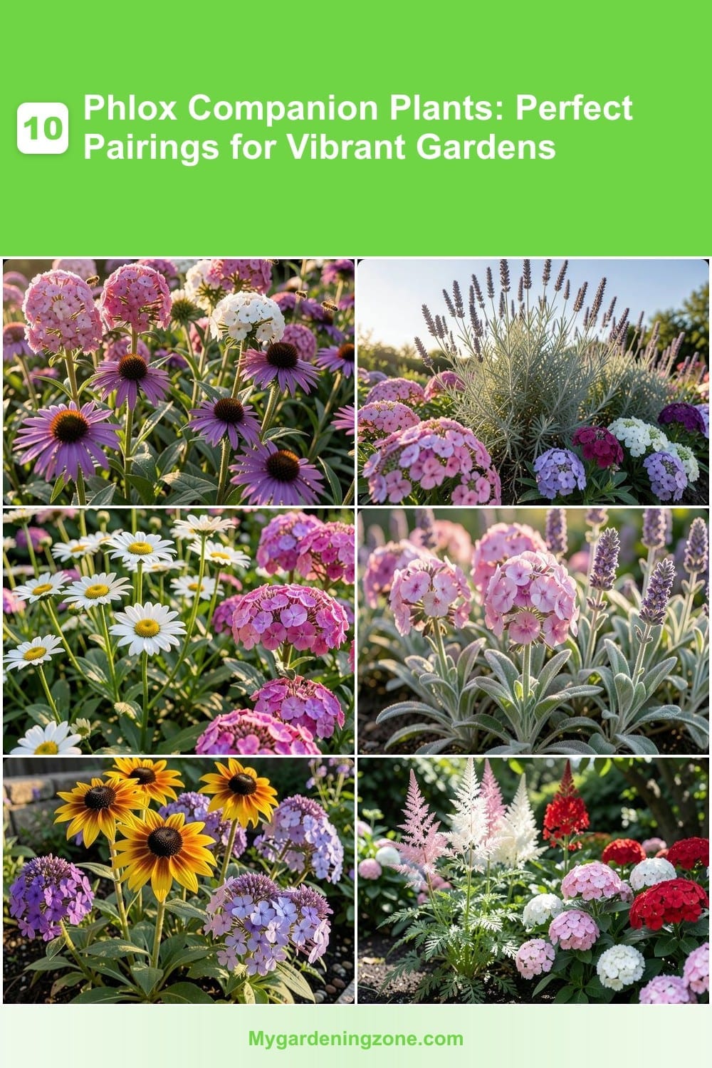10 Phlox Companion Plants: Perfect Pairings for Vibrant Gardens 10 Phlox Companion Plants: Perfect Pairings for Vibrant Gardens
