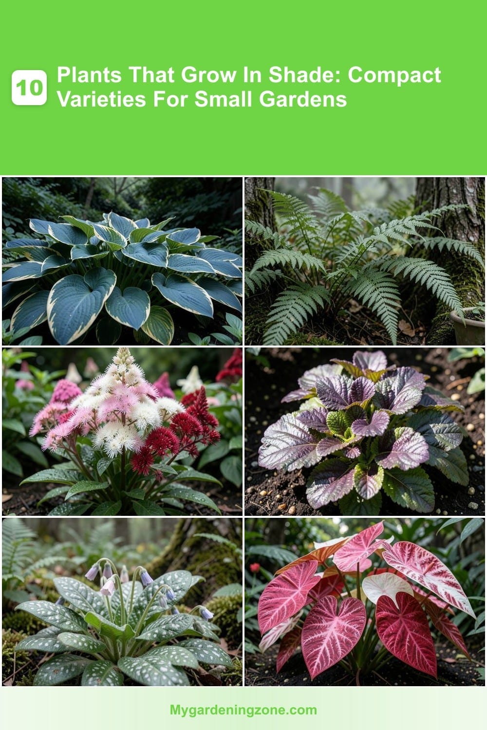 10 Plants That Grow In Shade: Compact Varieties For Small Gardens