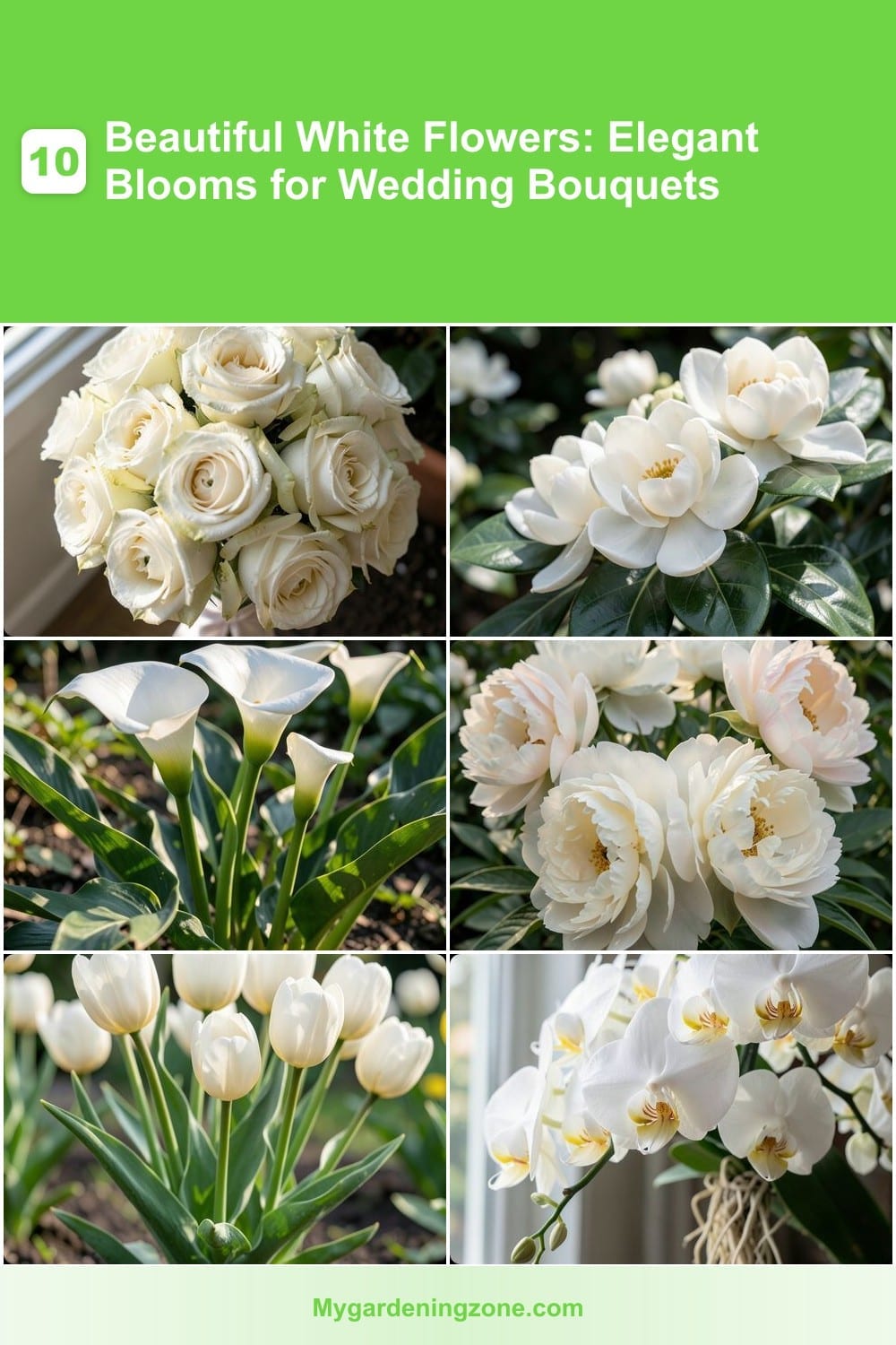 10 Beautiful White Flowers: Elegant Blooms for Wedding Bouquets
