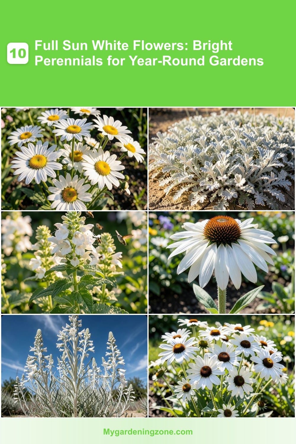 10 Full Sun White Flowers: Bright Perennials for Year-Round Gardens