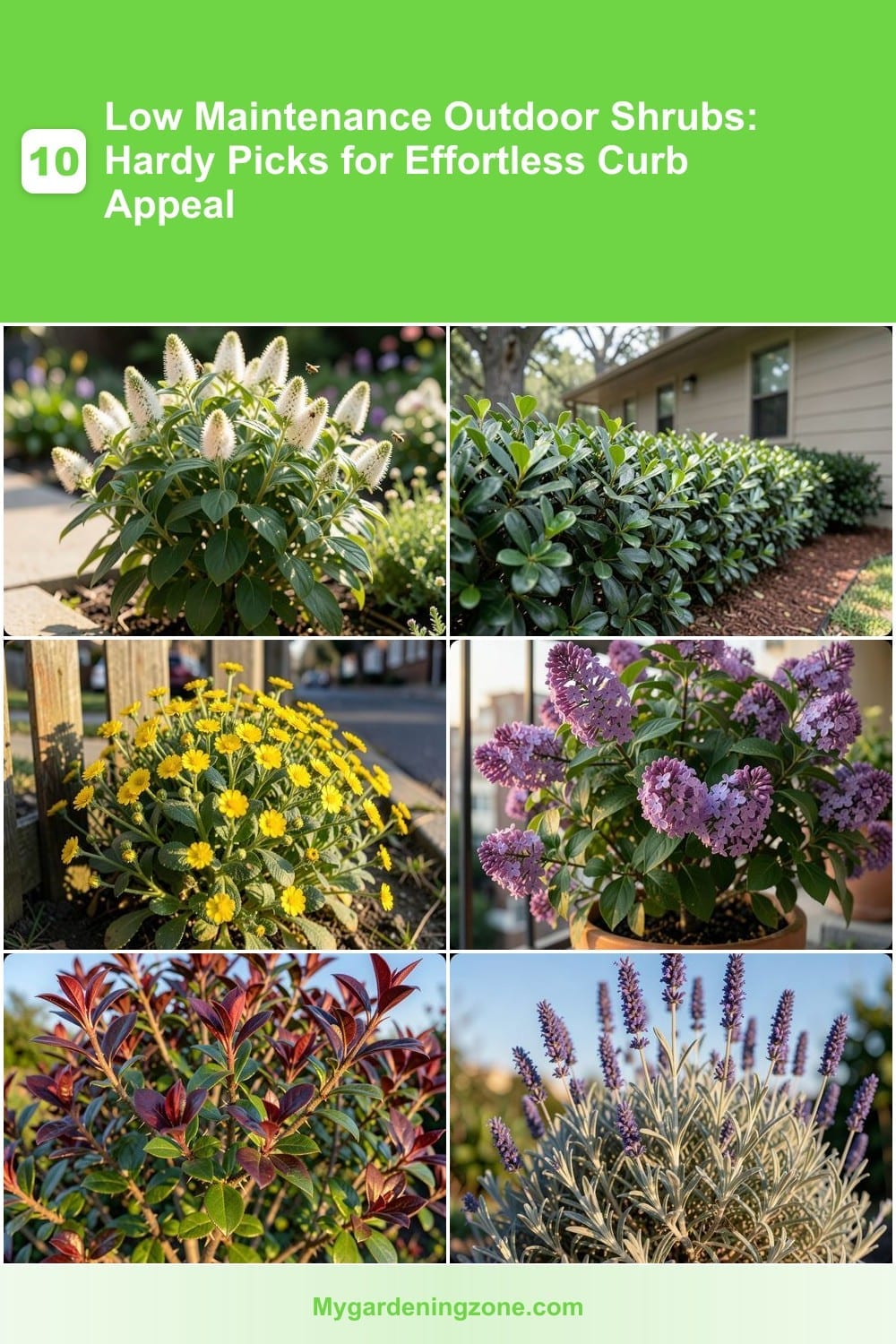 10 Low Maintenance Outdoor Shrubs: Hardy Picks for Effortless Curb Appeal 10 Low Maintenance Outdoor Shrubs: Hardy Picks for Effortless Curb Appeal
