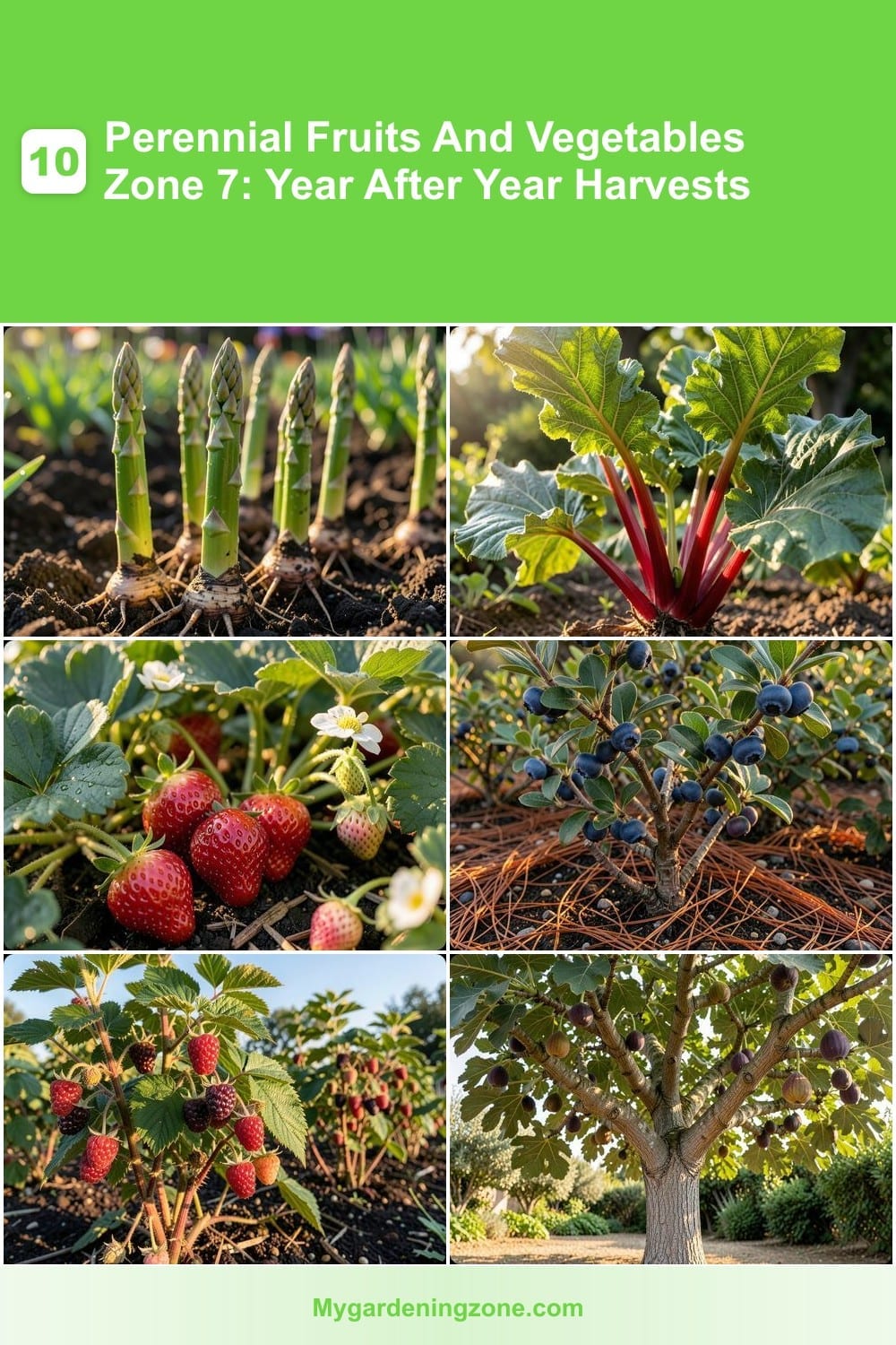 10 Perennial Fruits And Vegetables Zone 7: Year After Year Harvests 10 Perennial Fruits And Vegetables Zone 7: Year After Year Harvests