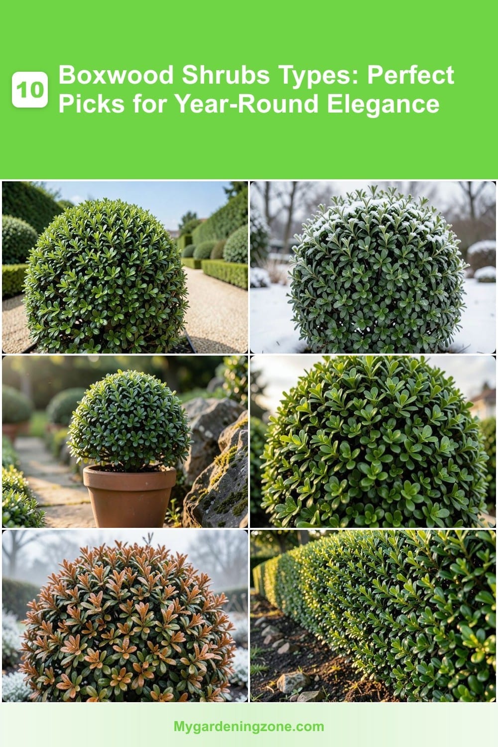 10 Boxwood Shrubs Types: Perfect Picks for Year-Round Elegance 10 Boxwood Shrubs Types: Perfect Picks for Year-Round Elegance