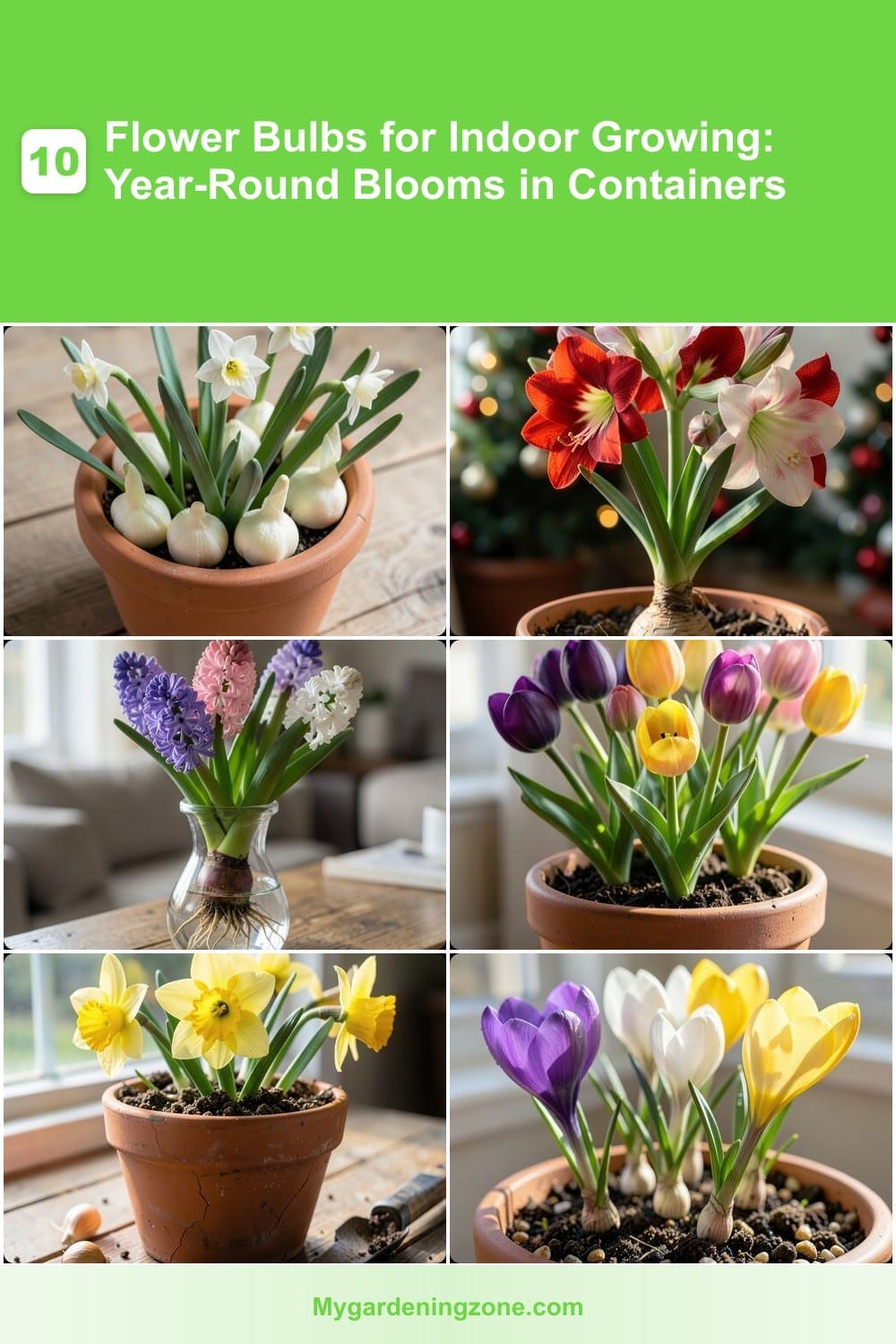 10 Flower Bulbs for Indoor Growing: Year-Round Blooms in Containers 10 Flower Bulbs for Indoor Growing: Year-Round Blooms in Containers