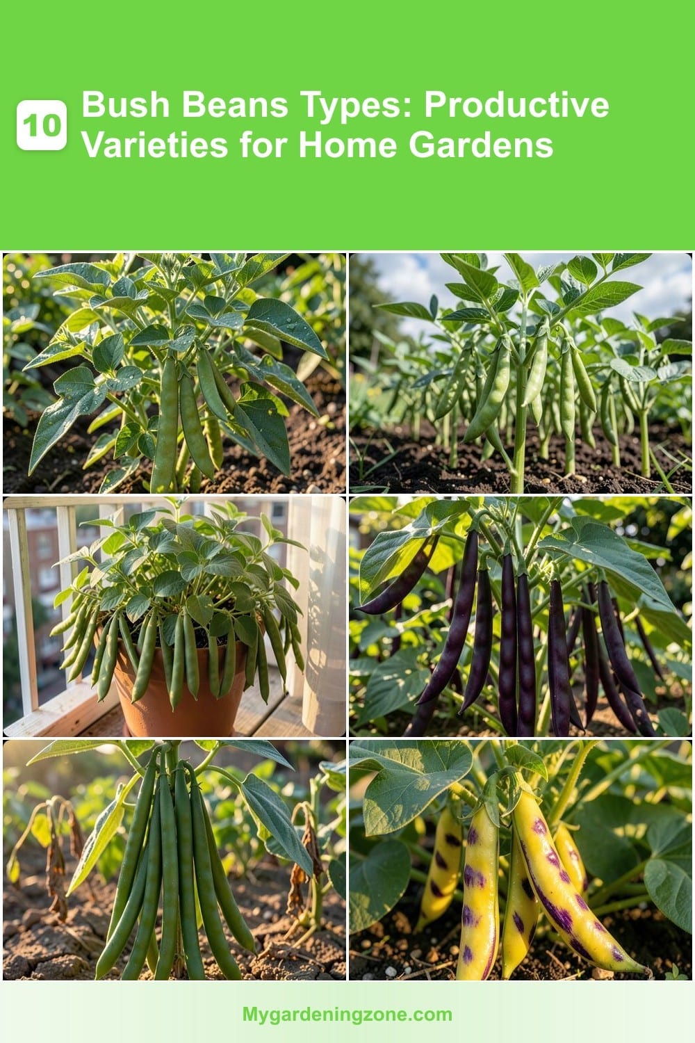 10 Bush Beans Types: Productive Varieties for Home Gardens 10 Bush Beans Types: Productive Varieties for Home Gardens