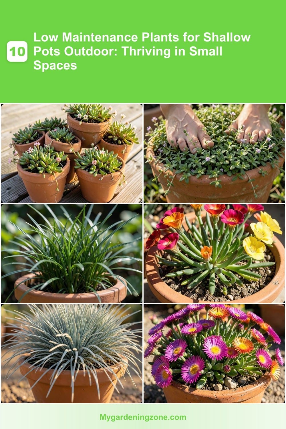 10 Low Maintenance Plants for Shallow Pots Outdoor: Thriving in Small Spaces 10 Low Maintenance Plants for Shallow Pots Outdoor: Thriving in Small Spaces