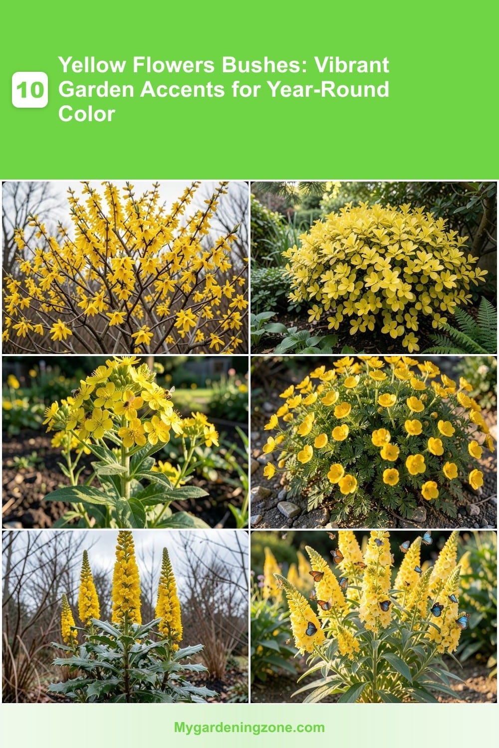 10 Yellow Flowers Bushes: Vibrant Garden Accents for Year-Round Color 10 Yellow Flowers Bushes: Vibrant Garden Accents for Year-Round Color