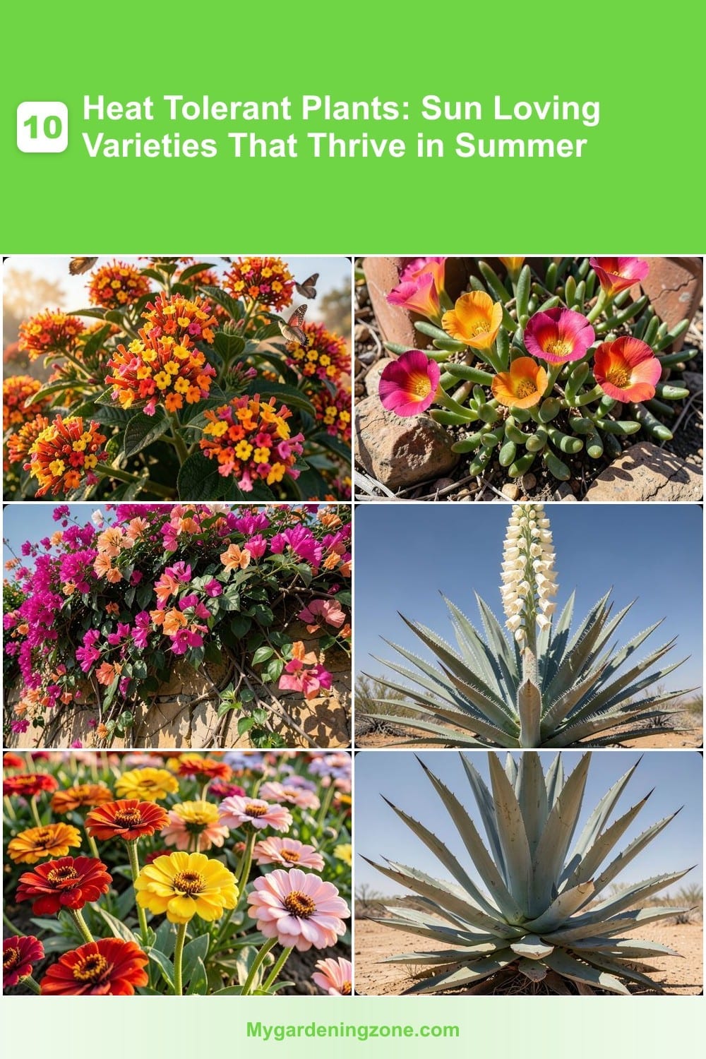 10 Heat Tolerant Plants: Sun Loving Varieties That Thrive in Summer 10 Heat Tolerant Plants: Sun Loving Varieties That Thrive in Summer